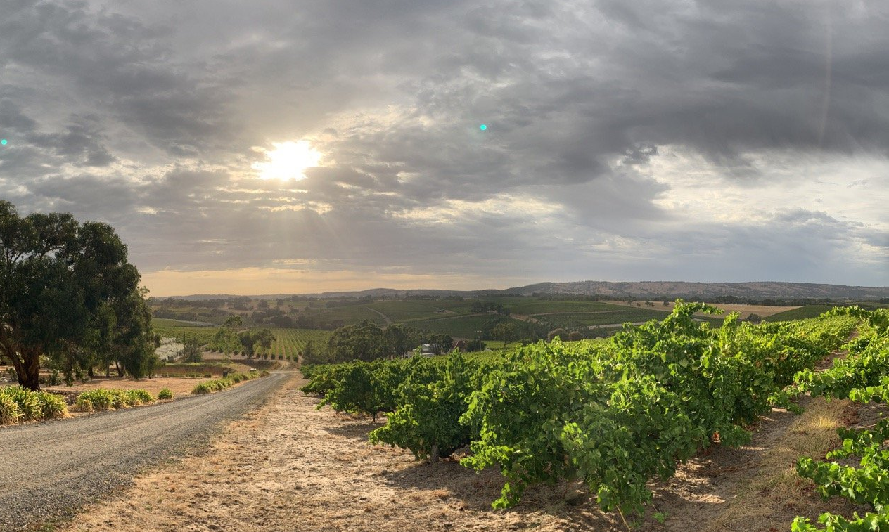 Blewitt Springs Old Vine Grenache