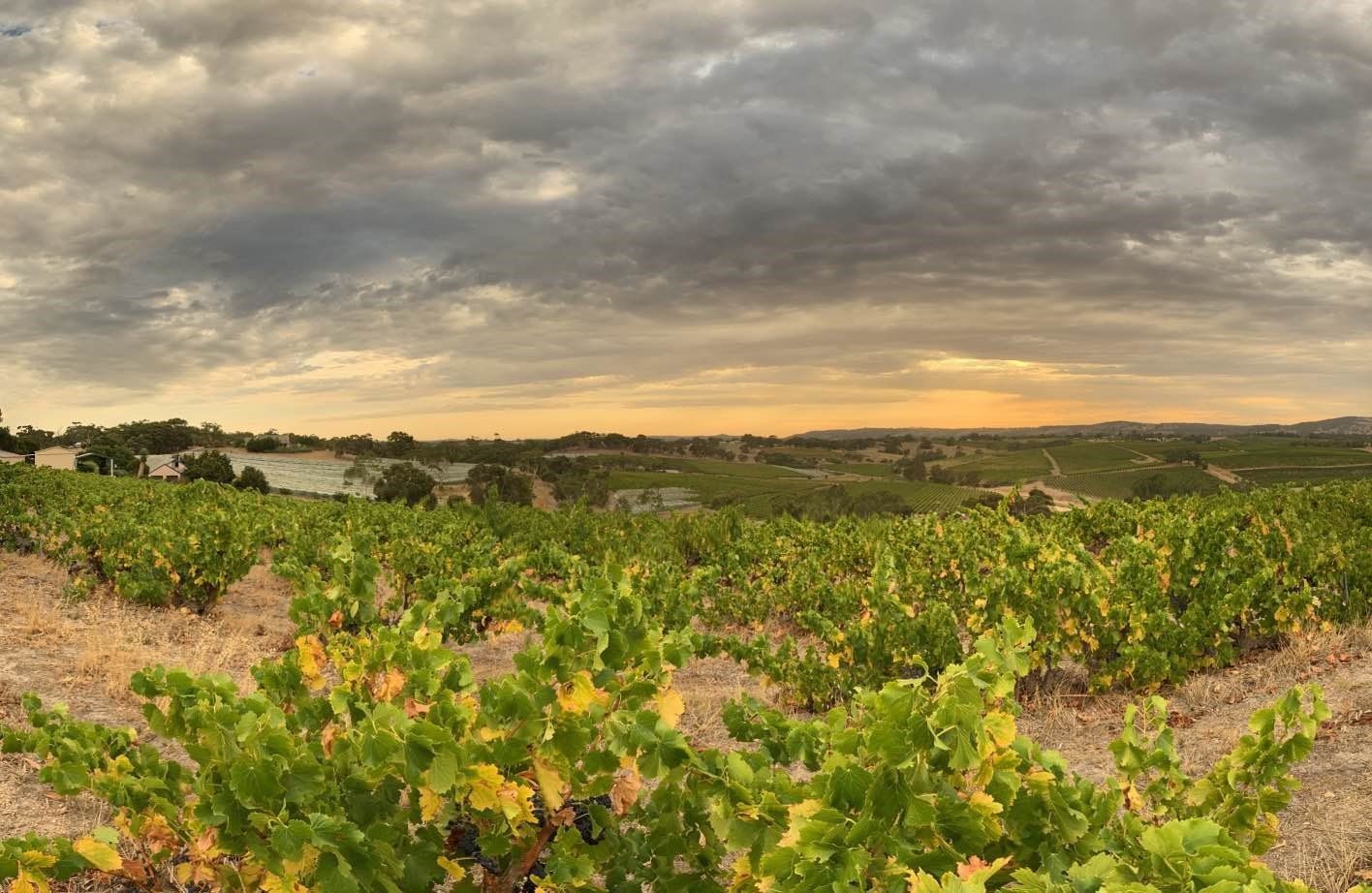 Old bush trained vines planted in the Maslin sands of Blewitt Springs