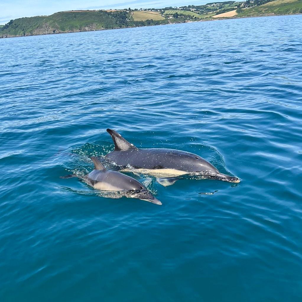 dolphin