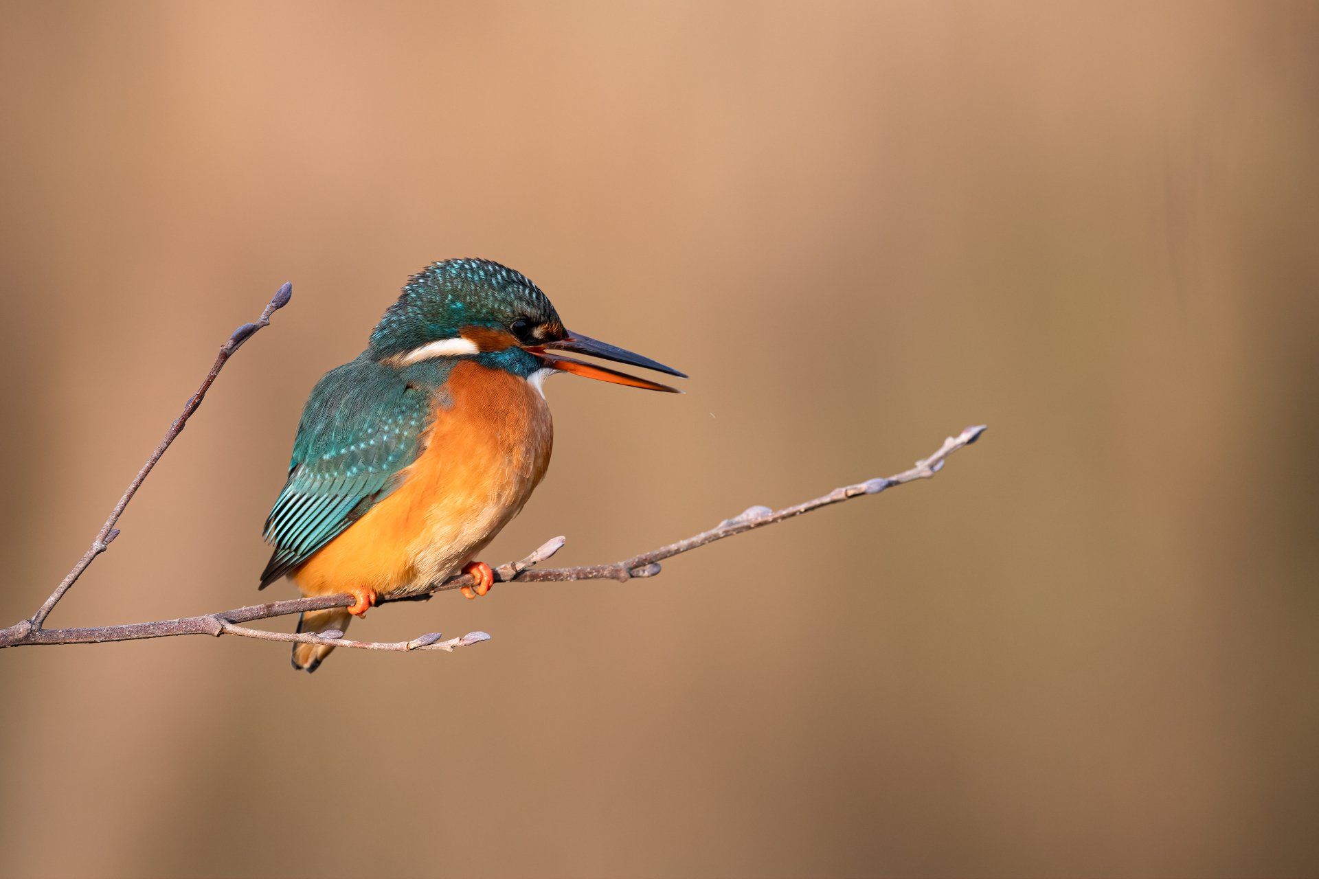 Eisvogel fotografieren in Mülheim