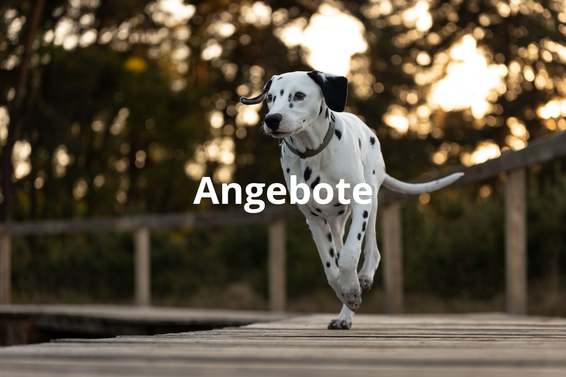 Zu meinen Angeboten Zu meinen Angeboten