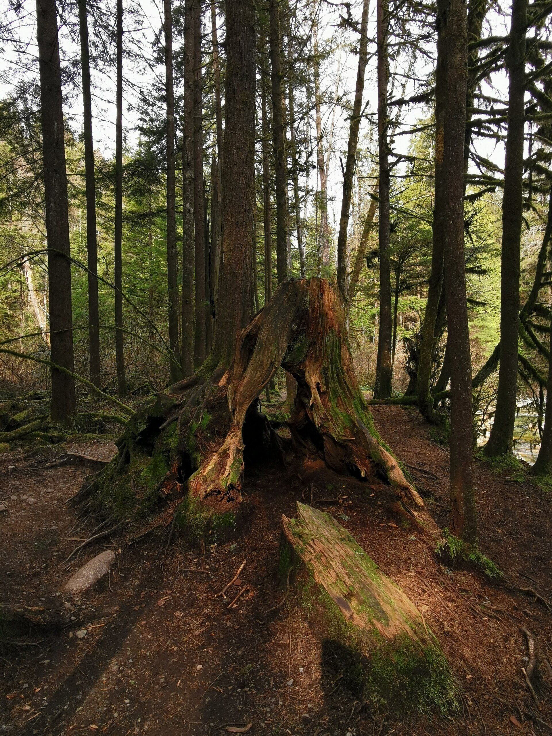 Varley Trail Varley Trail