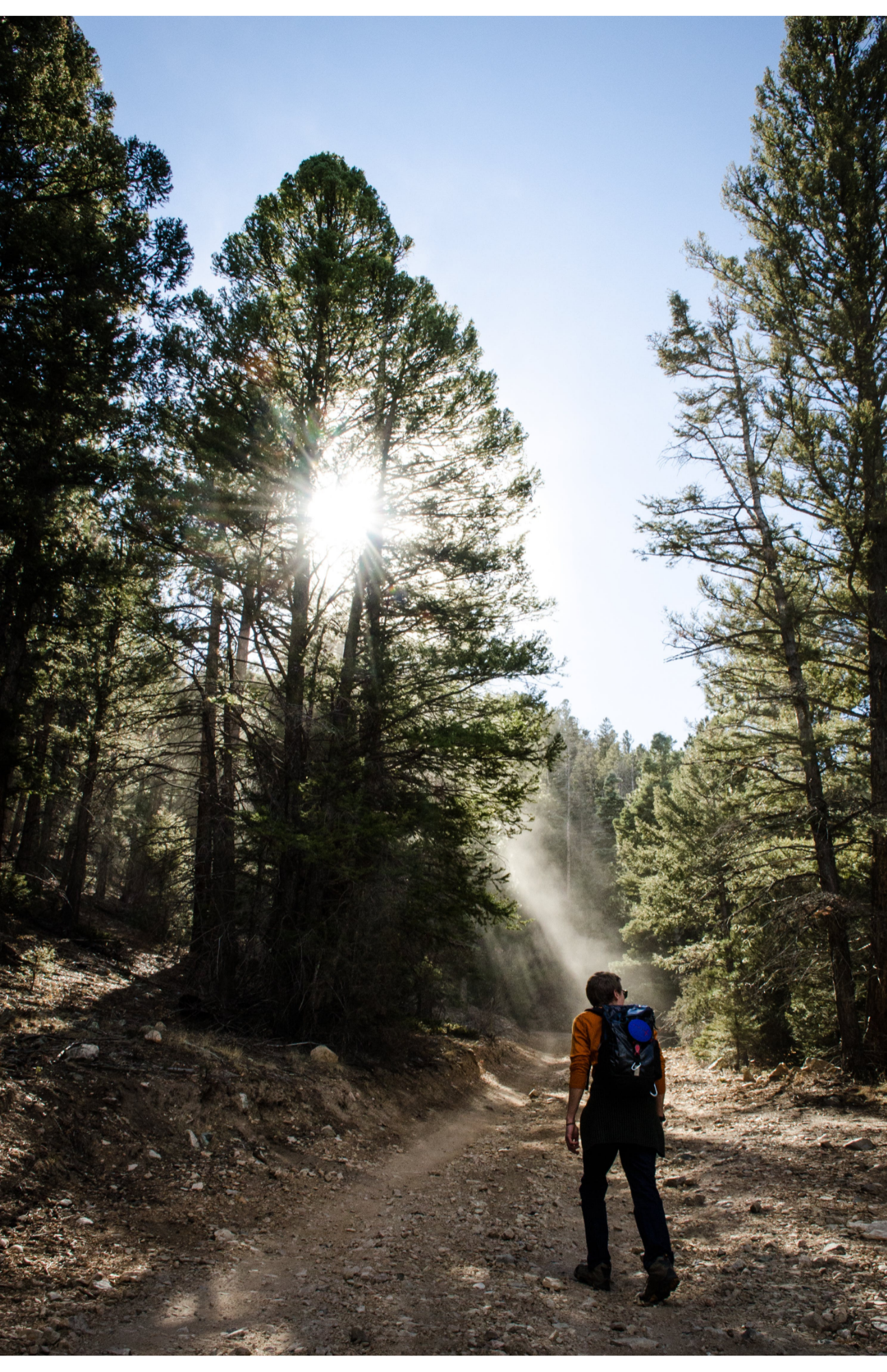 Daytime hike in the forest