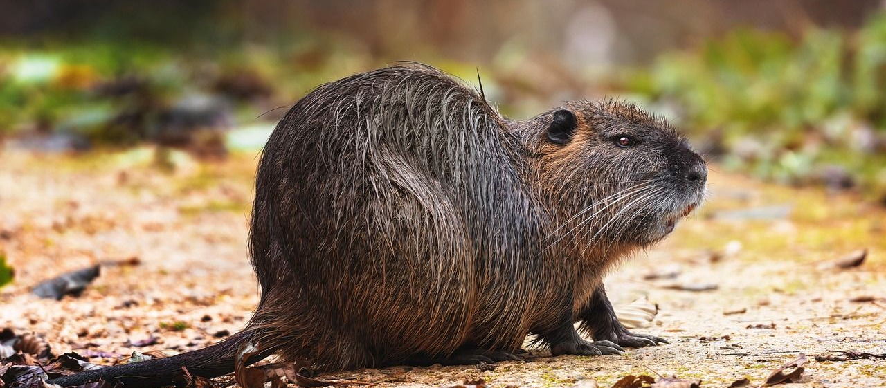 Foto: shivainc / Pixabay Nutria sitzt am Boden in der Natur
