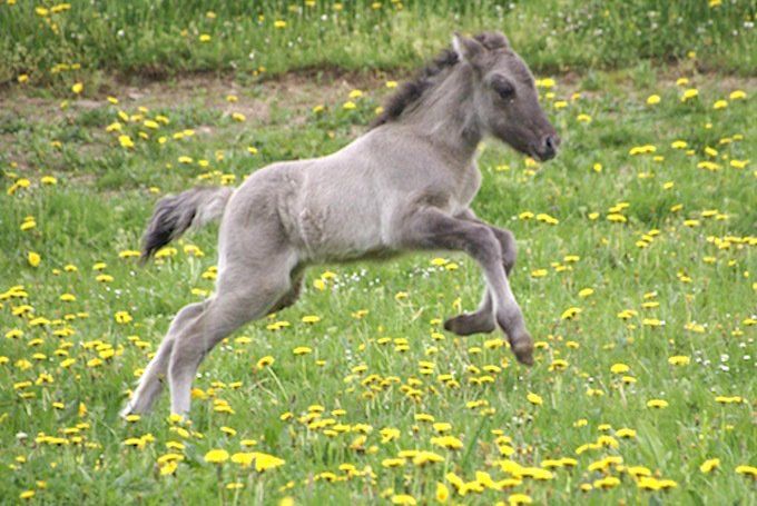 Duna mit Diss vom Recherbusch