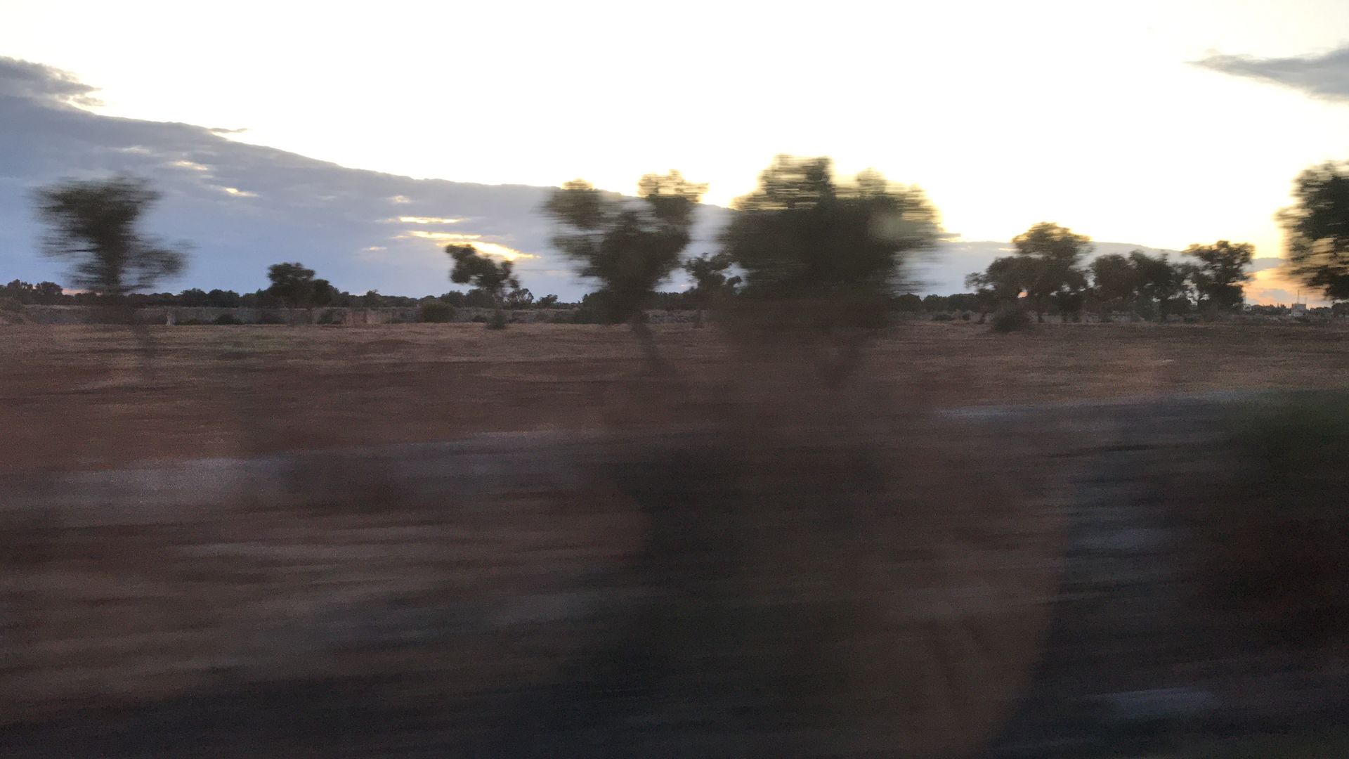 blurred landscape photo of olive trees at sunset