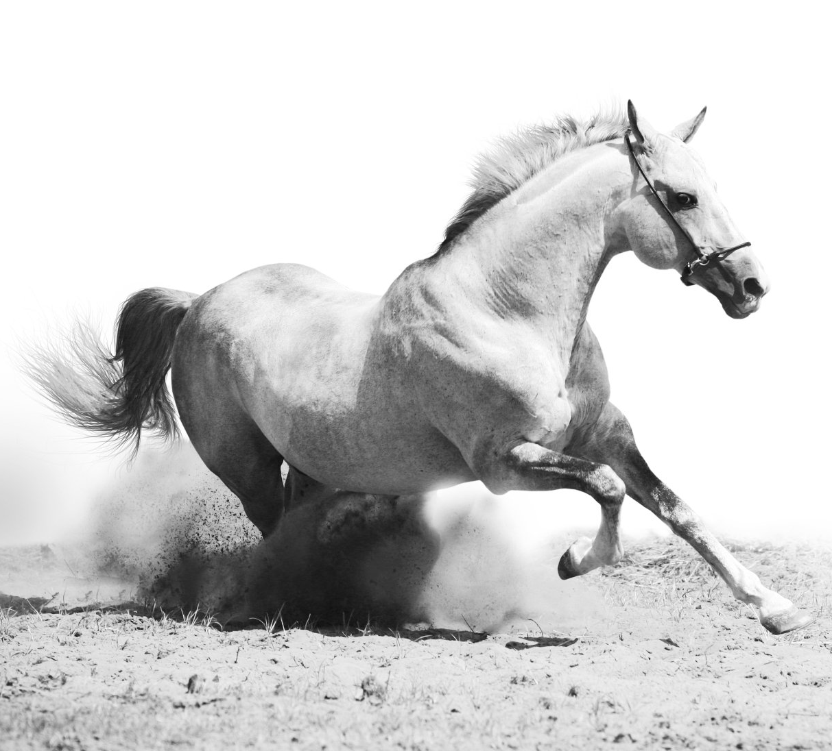 Systemisches Coaching mit Pferden