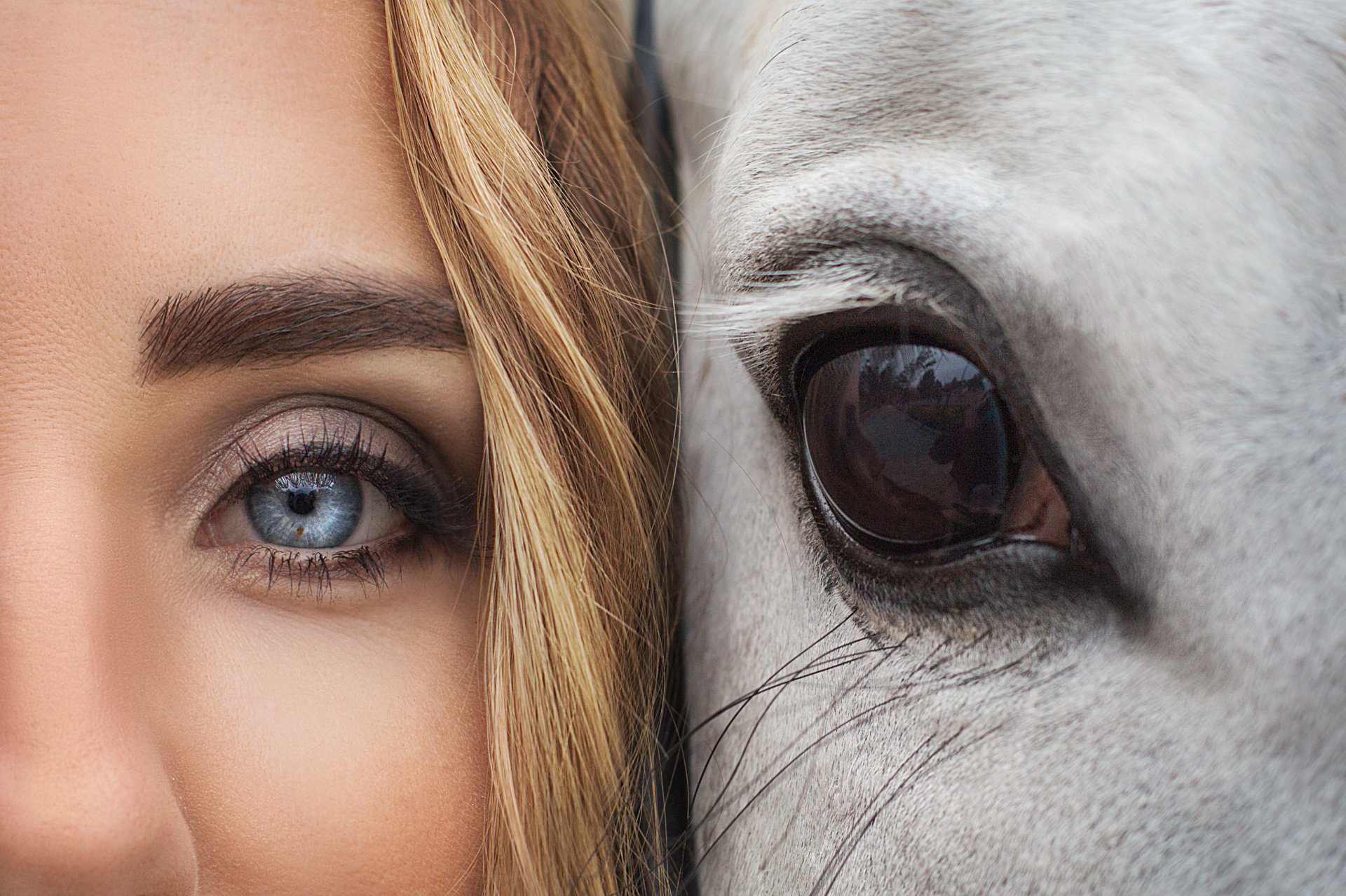 Spiegelneuronen Mensch Pferd im Coaching