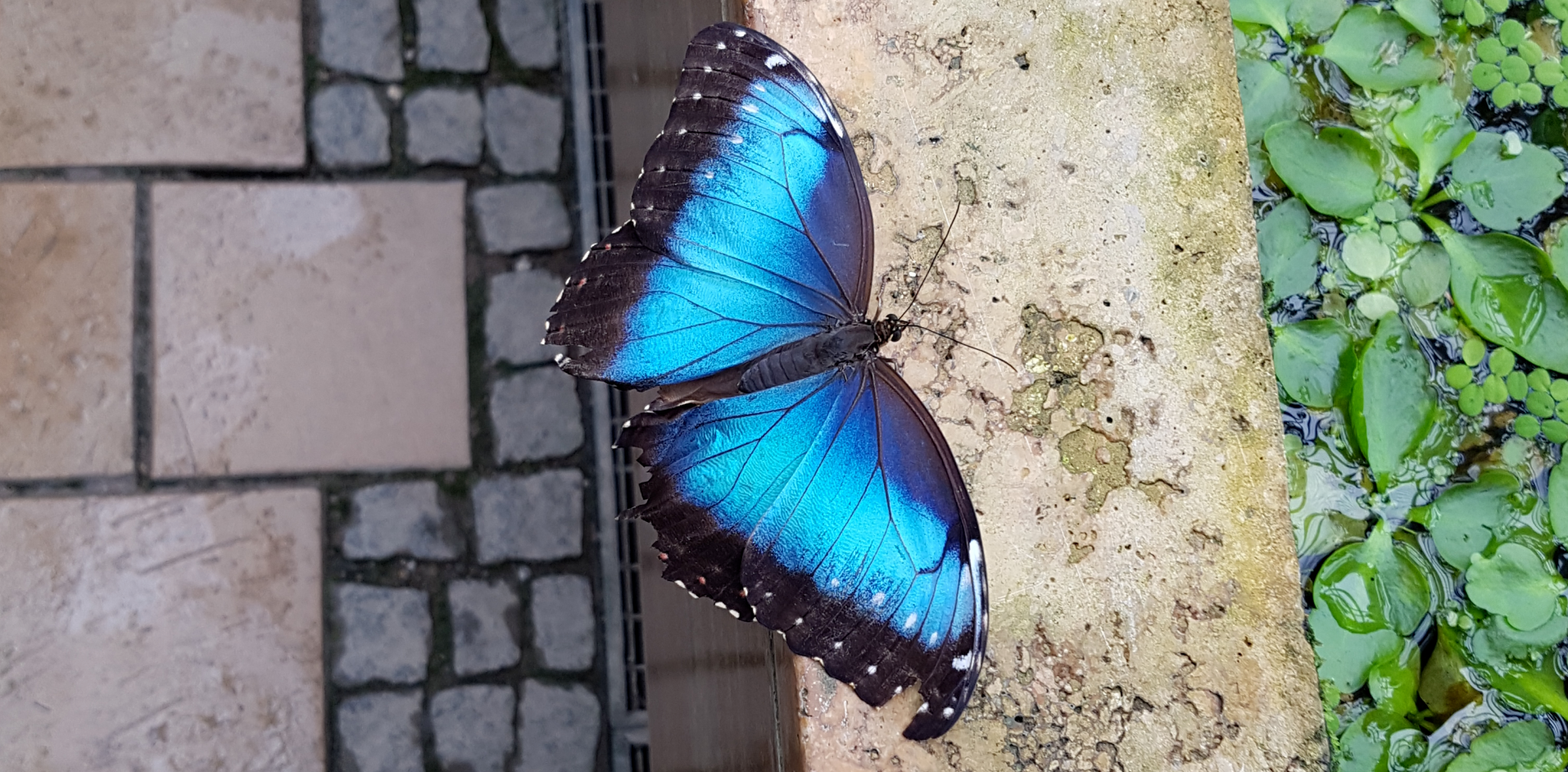 Veränderung und bewusste Ver-wandlung