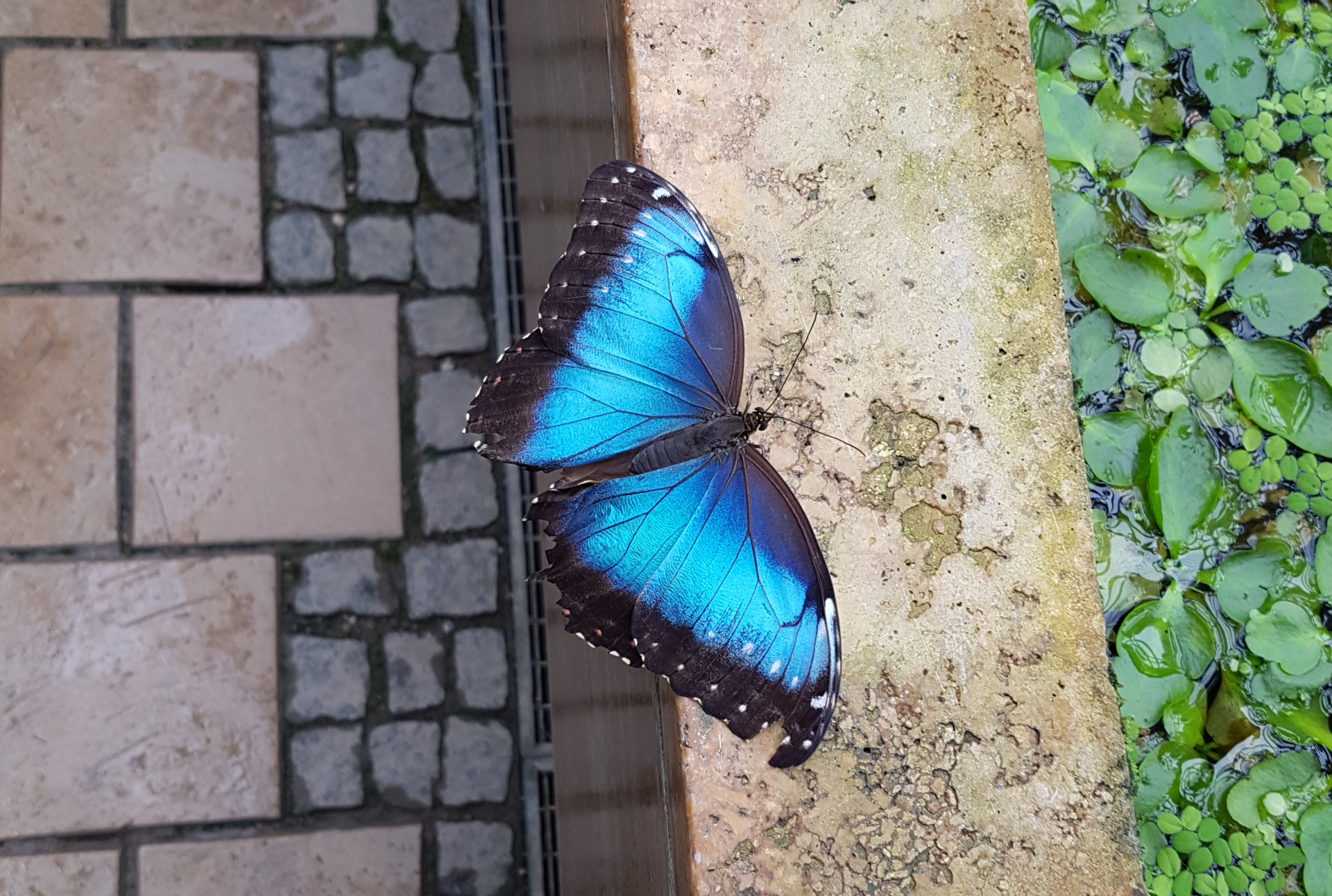 Das neue Normal
