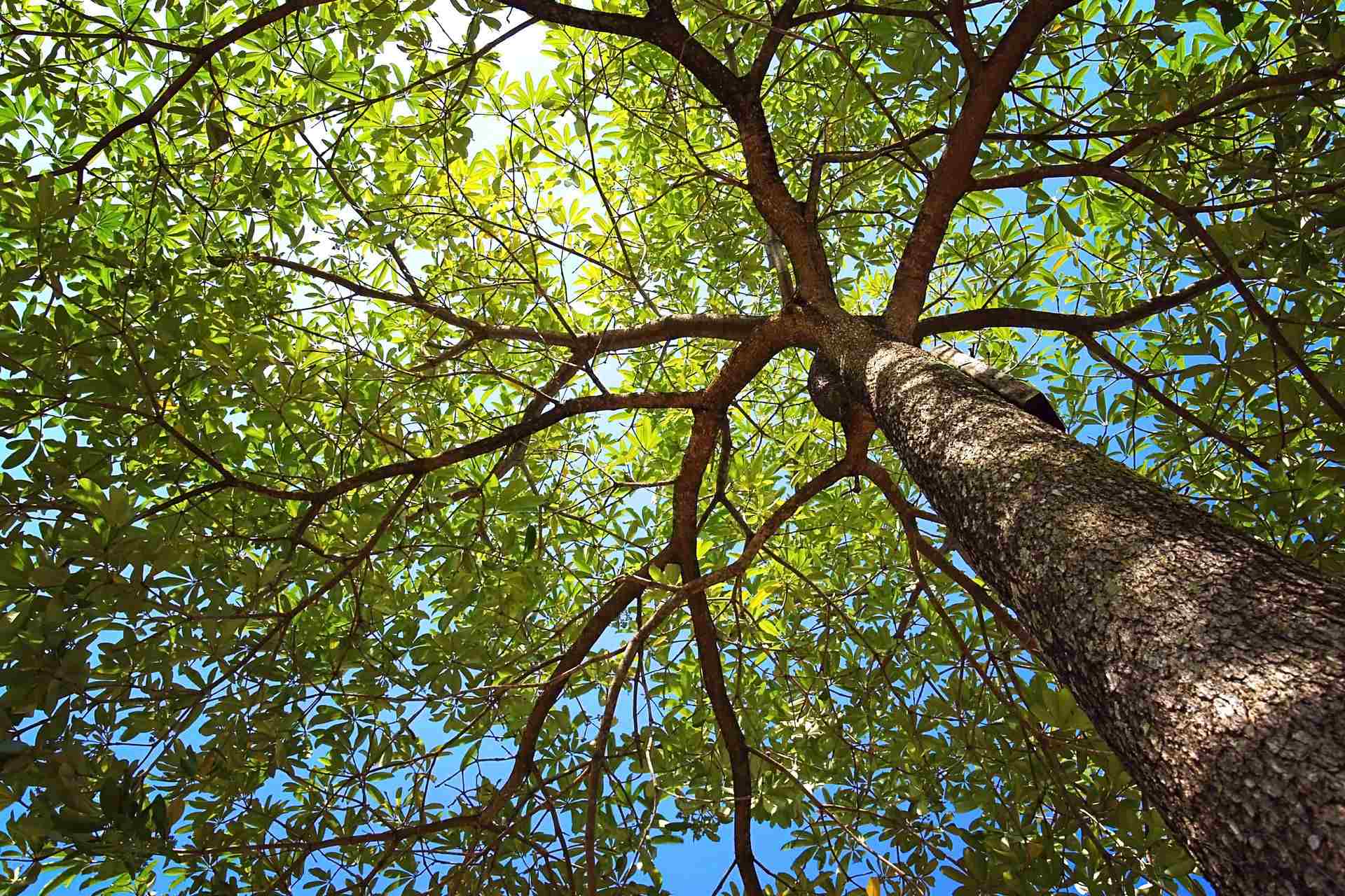 Indiana African American Genealogy Group