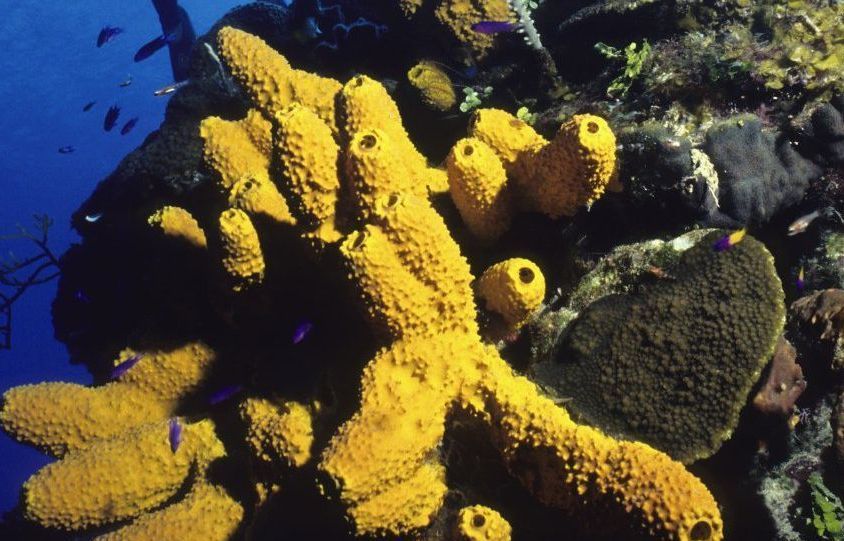 Yachtcharter Belize, segeln durch die Cays