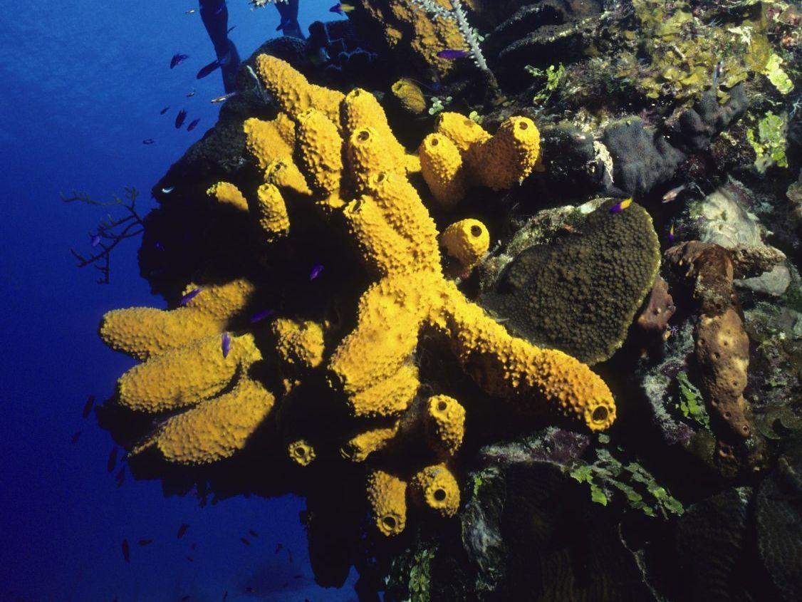 Yachtcharter Bahamas, segeln ab Abaco