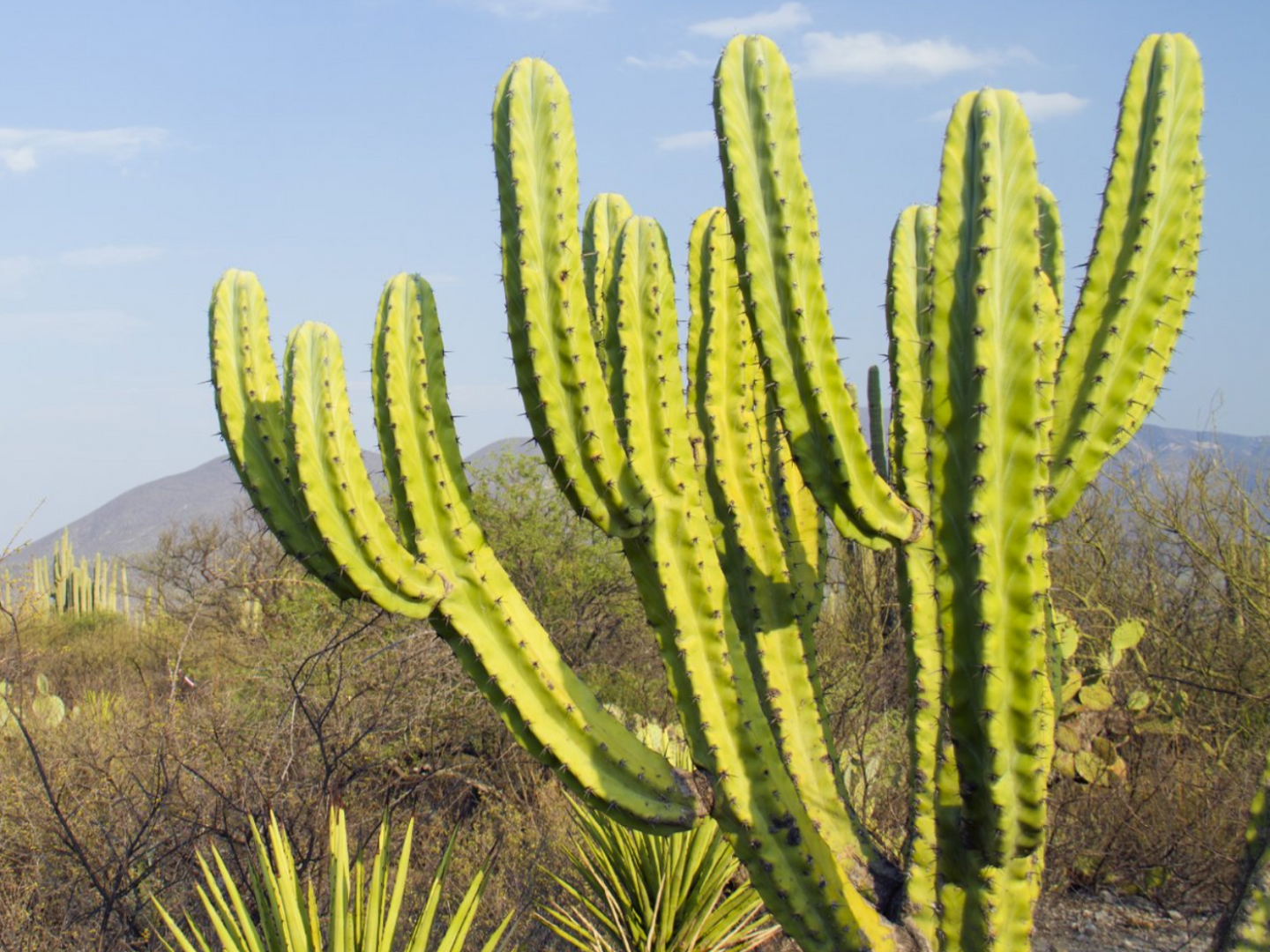 Yachtcharter Mexiko, Katamaran mieten