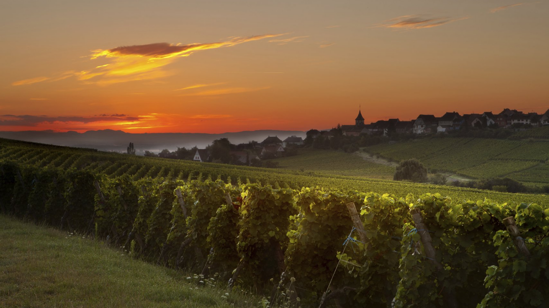 Hausbootferien im Lot und Aquitanien, Blick auf Weinberge