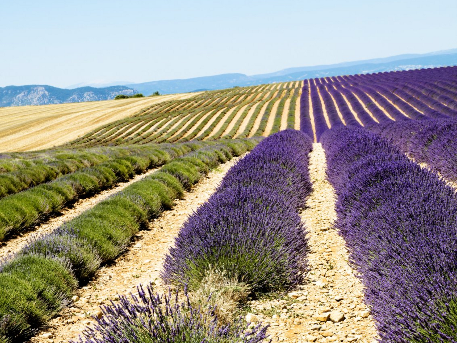 Hausboot mieten in Frankreich, Blick auf ein Lavedell Feld