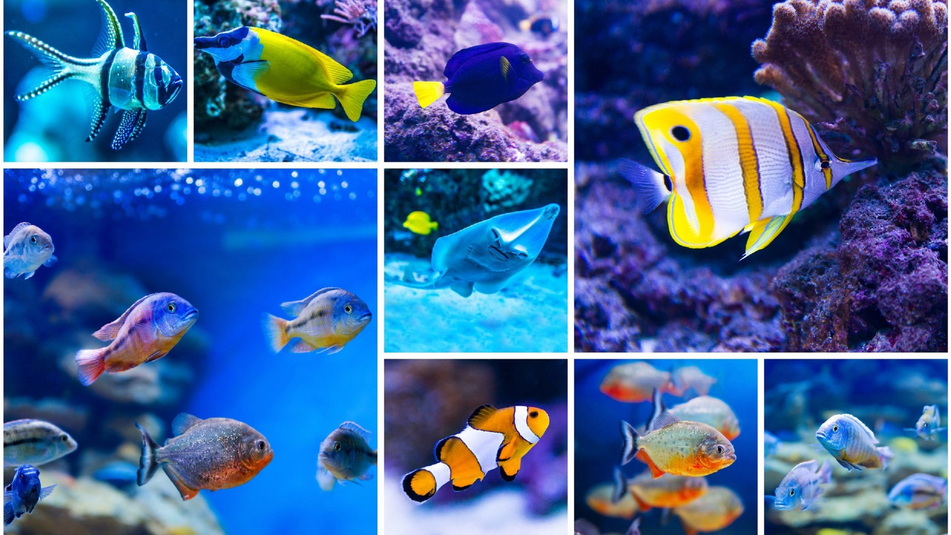 Yachtcharter Australien