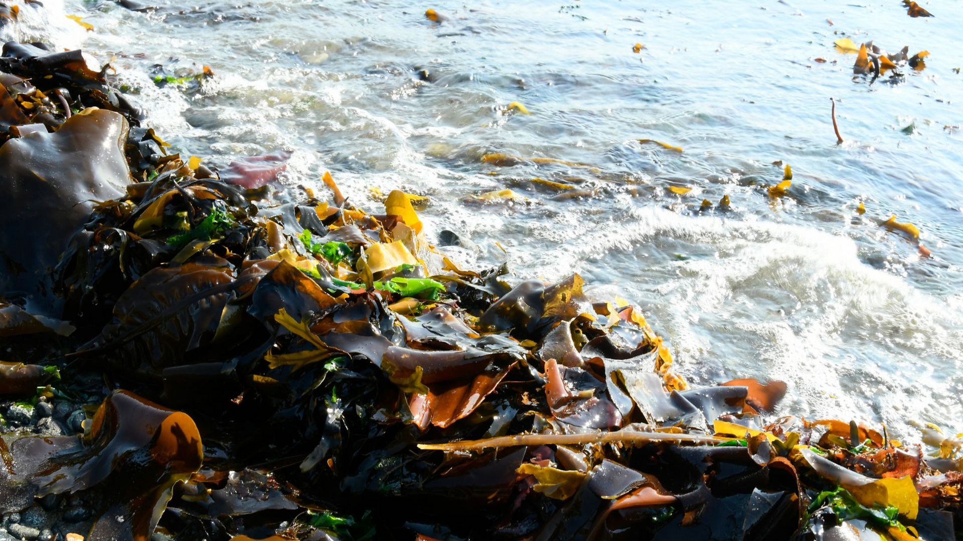 Müll im Meer, Nachhaltigkeit beim Segeln