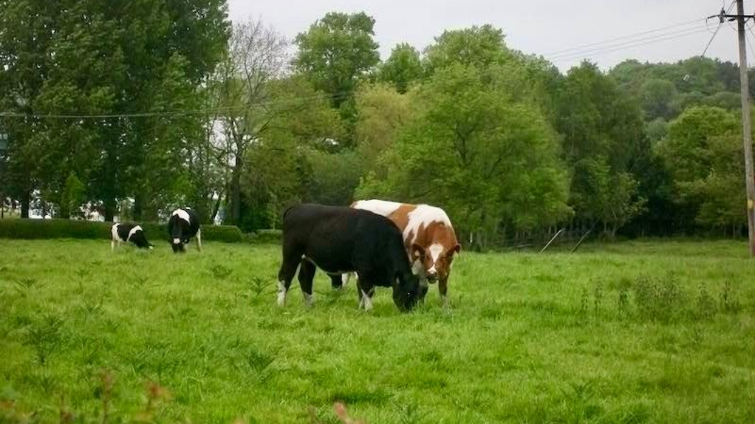 Hausbootferien ab Carrick-on-Shannon, Blick auf eine Rinderweide