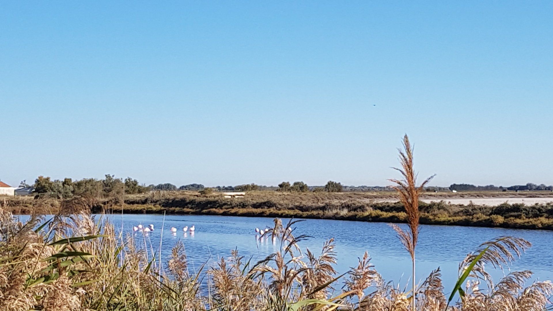 Mein Occitanien - Flamingos- die wir so lieben Photo by: Viola Einert-Krug Flamingos im blauen Wasser