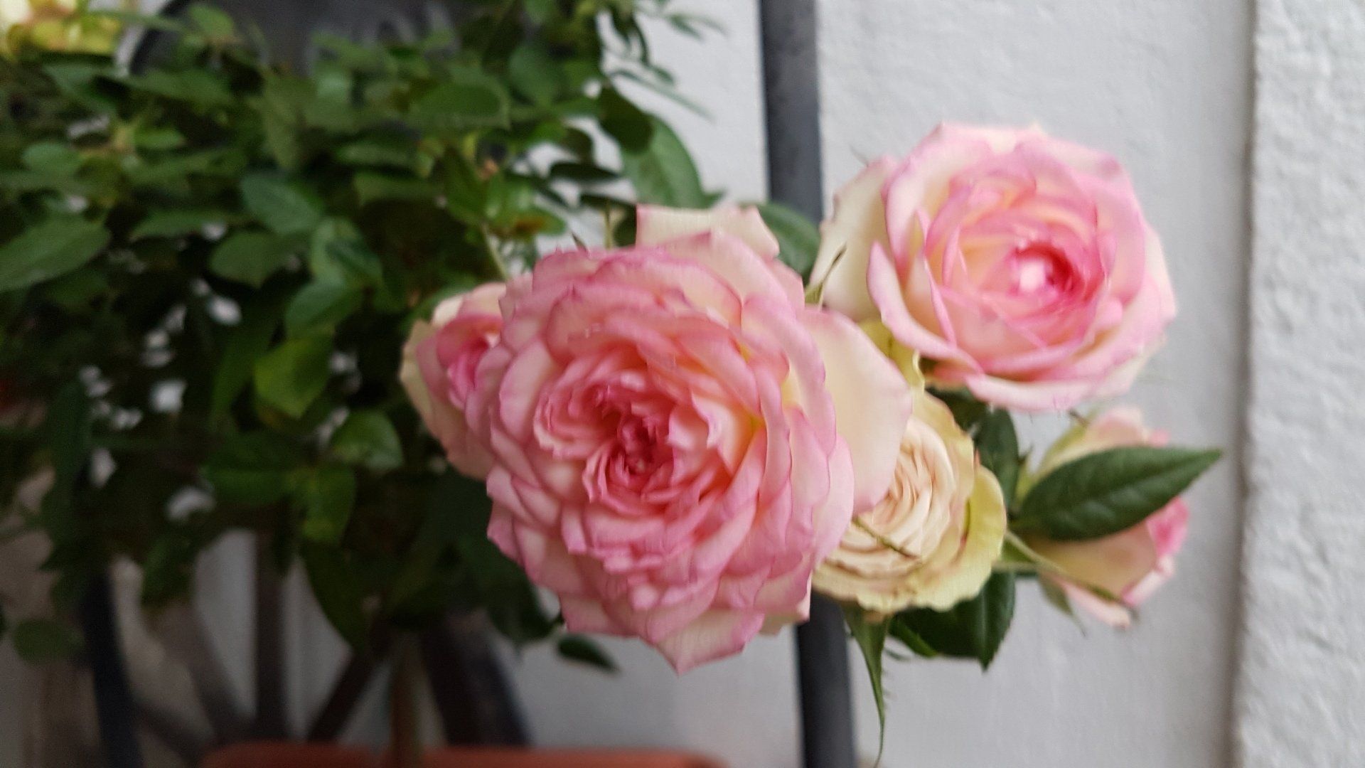 Womens day Photo by: Viola Einert-Krug volle rosa Rosen am Strauch