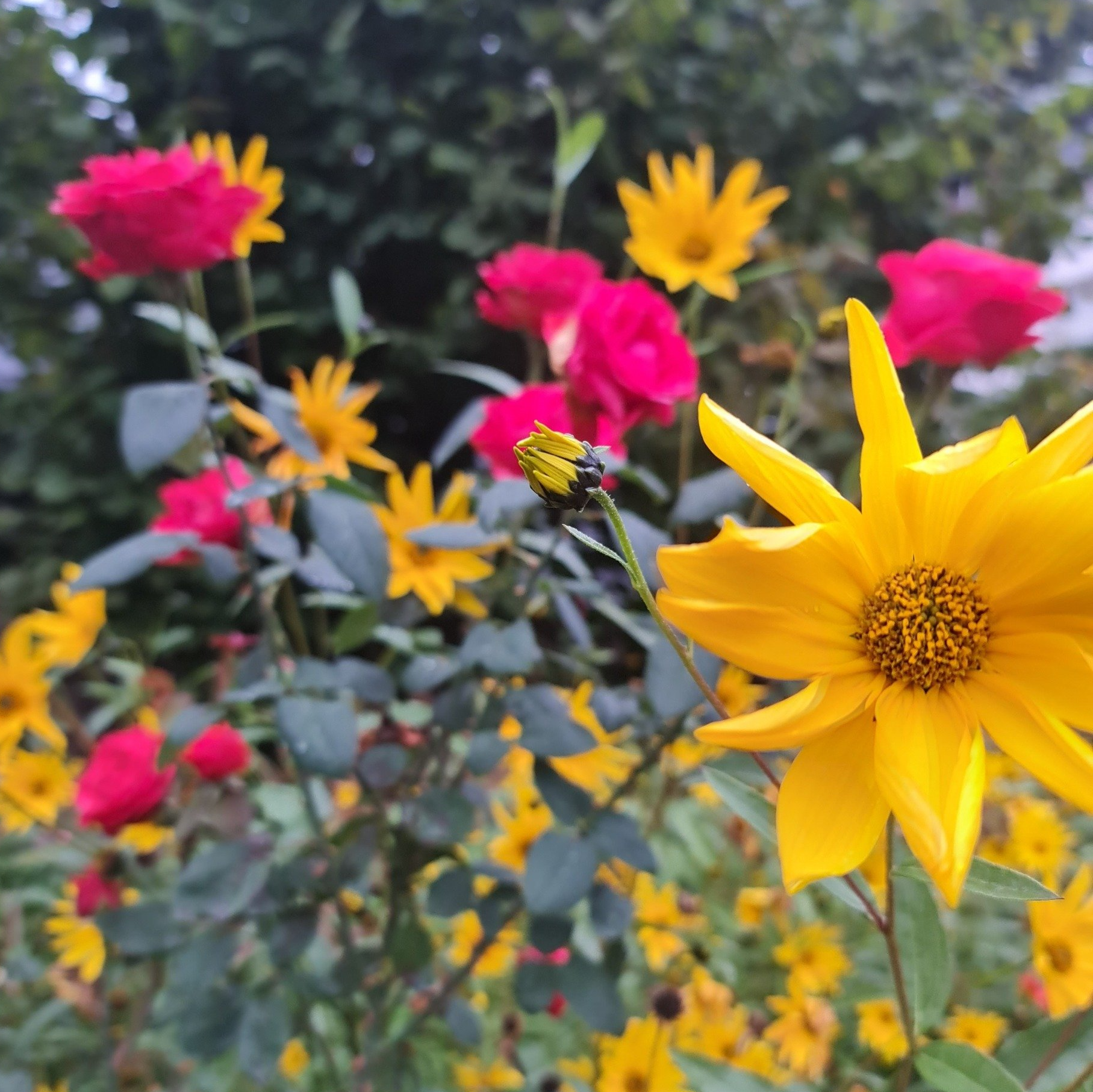 Sommergarten Photo by: Viola Einert-Krug Sommergarten gelbe Blumen und rote Rosen