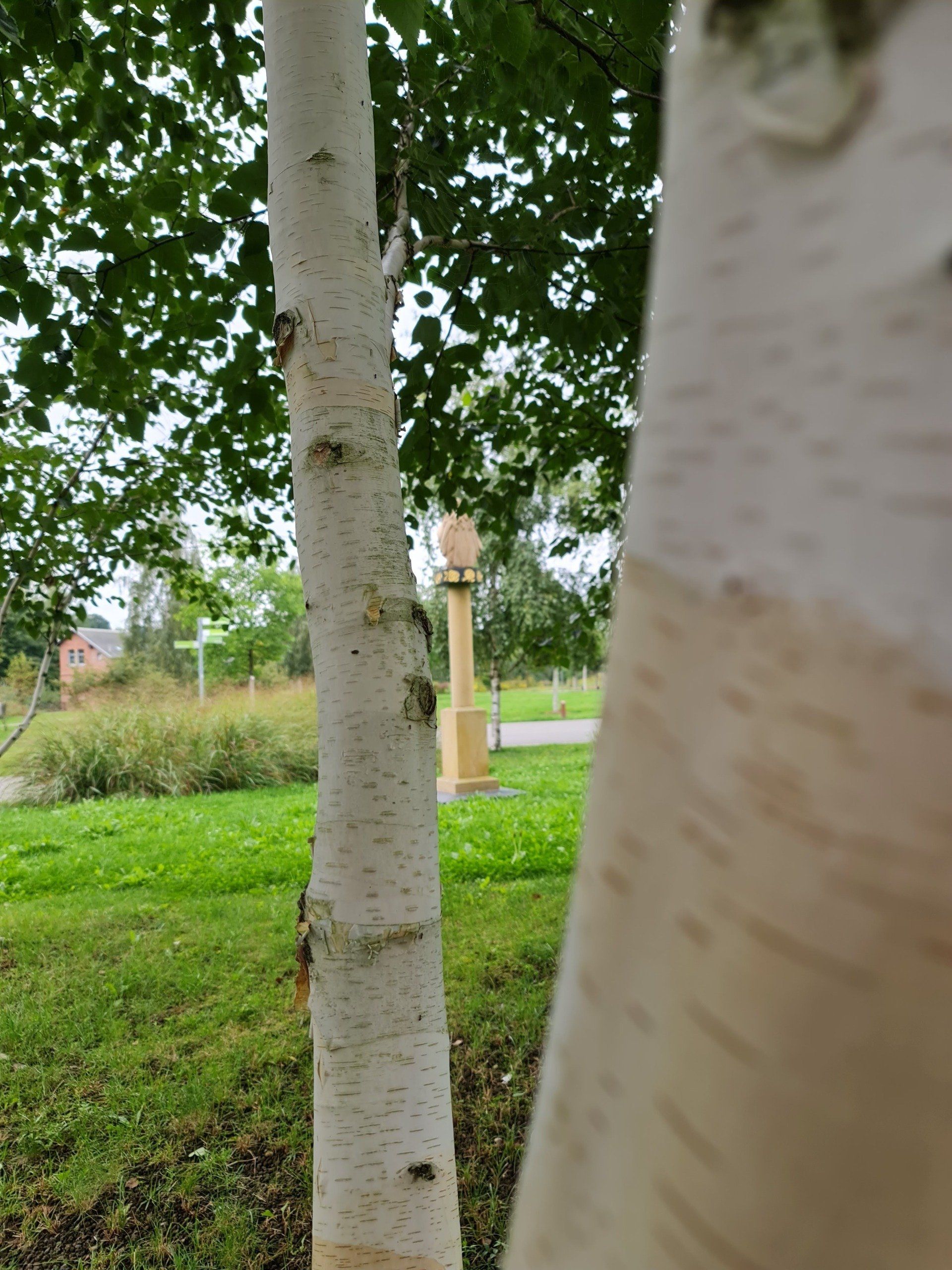 Weißbirken im Bürgerpark, Blick auf die Statue der Schutzpatronin grüne Wiese, Blick durch weiße Birken auf eine Statue