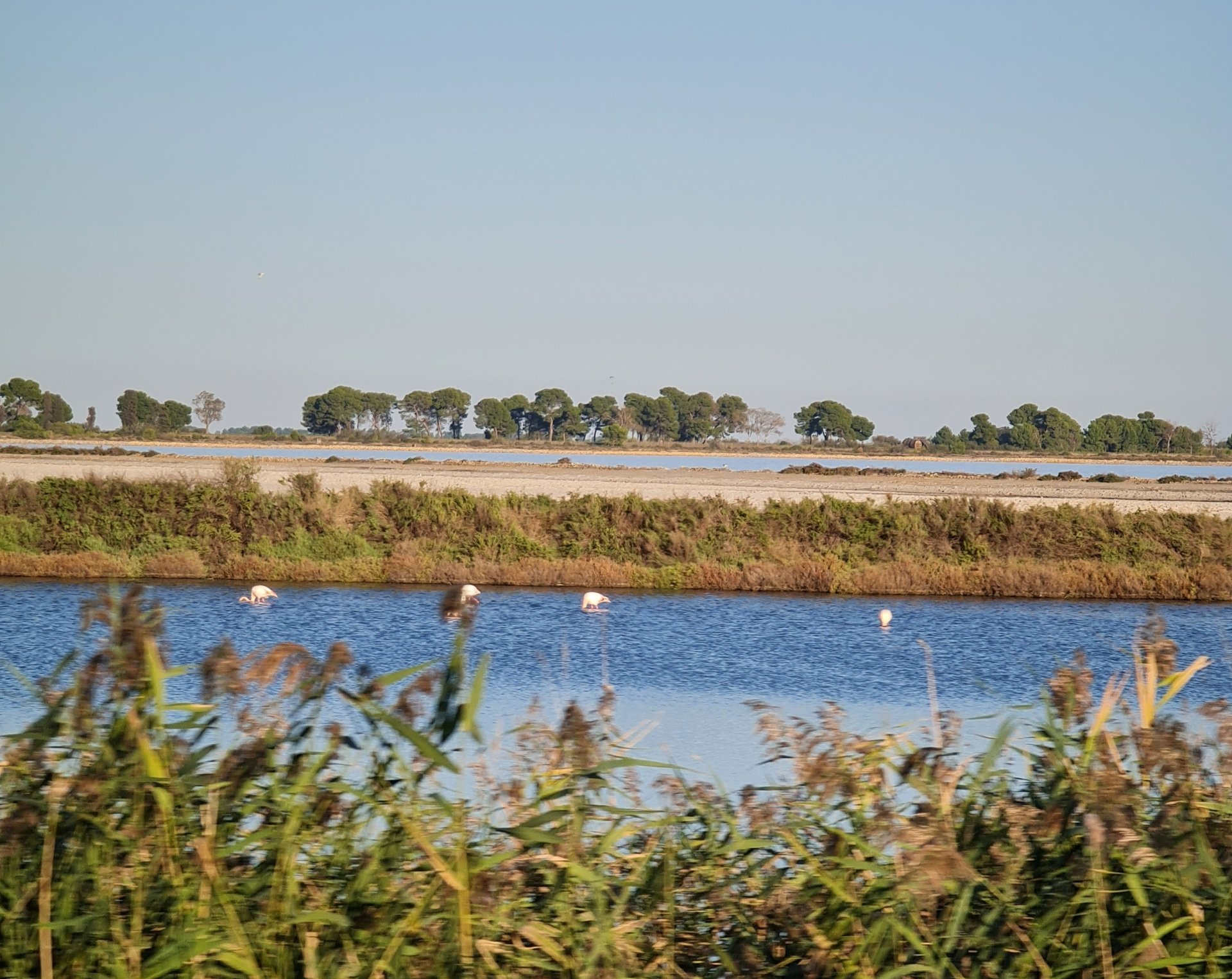Flamingos stehen im Wasser davor und dahinter Salzwiesen