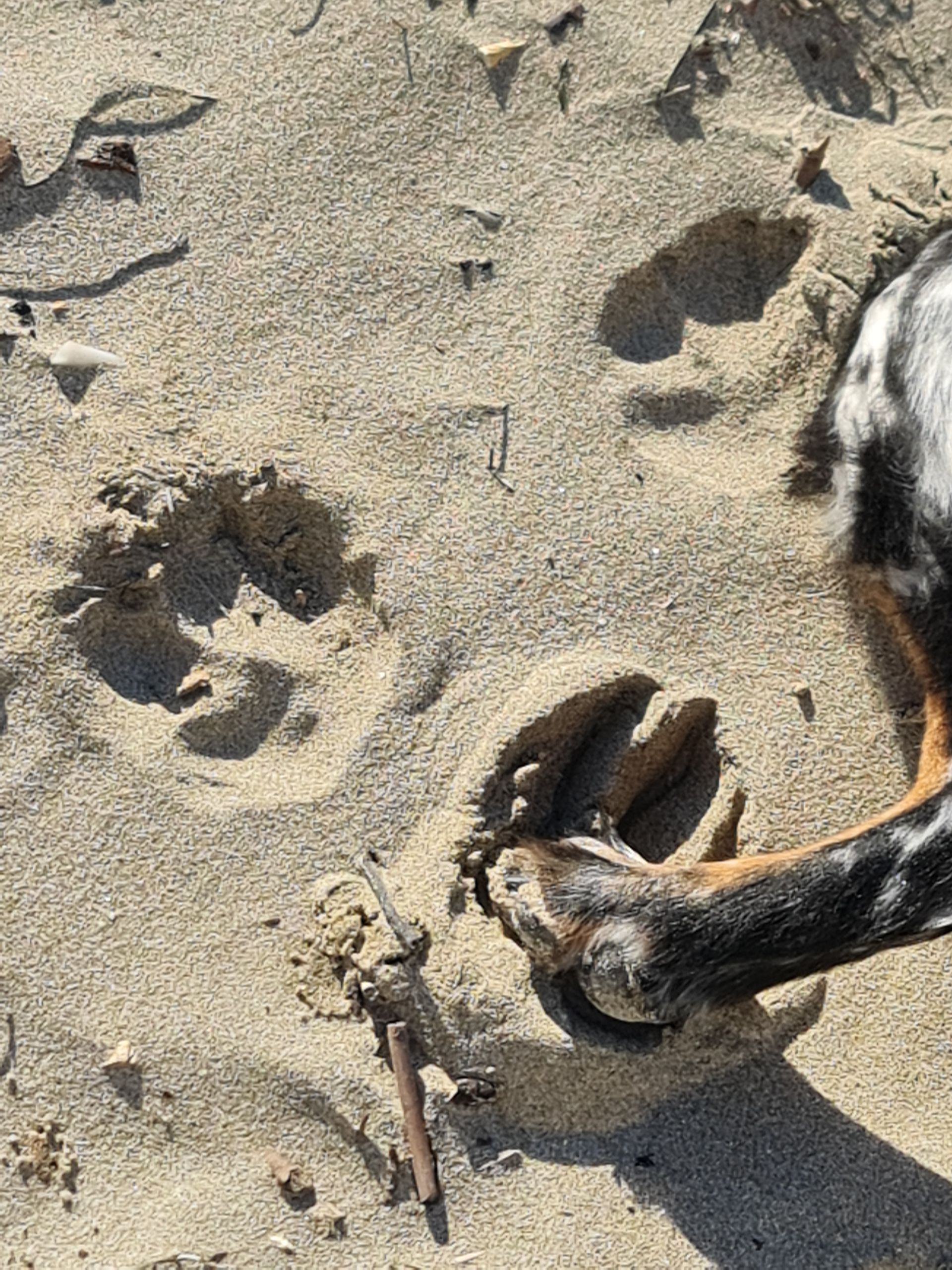 Hundetapfsen im Sand