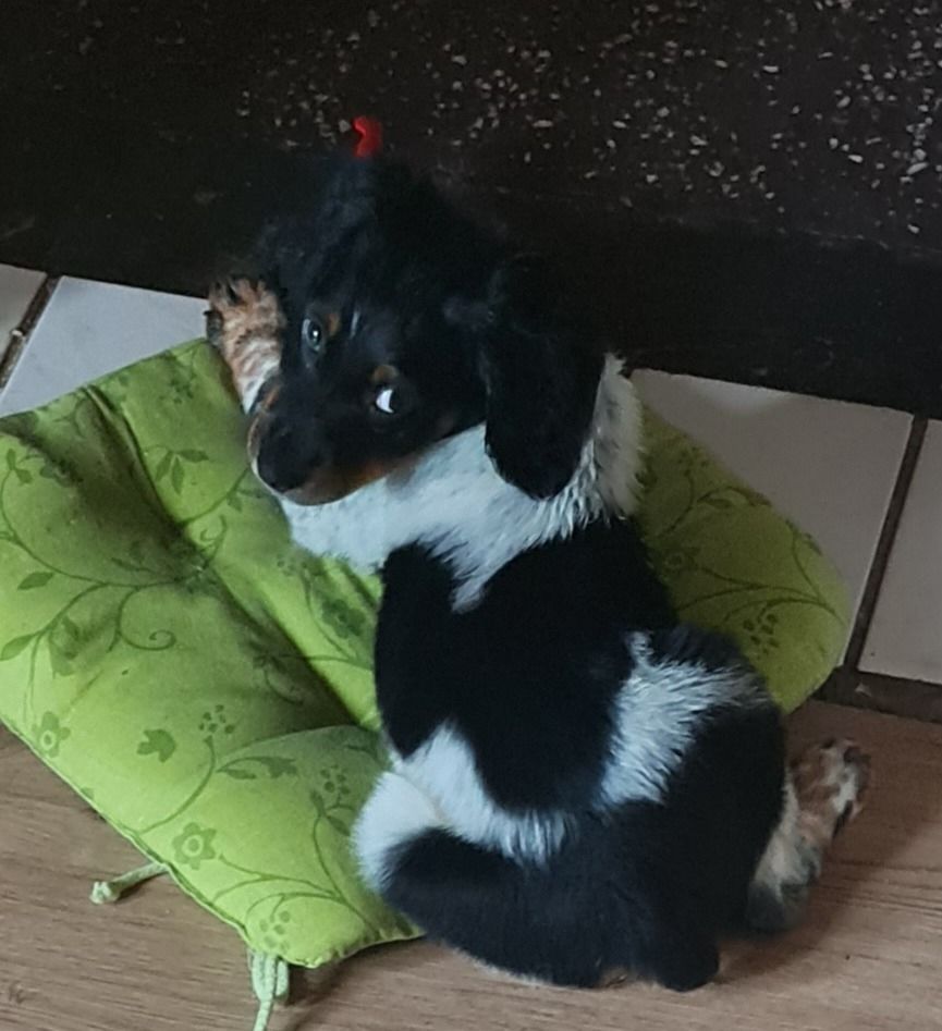 kleiner schwarz weißer Welpe