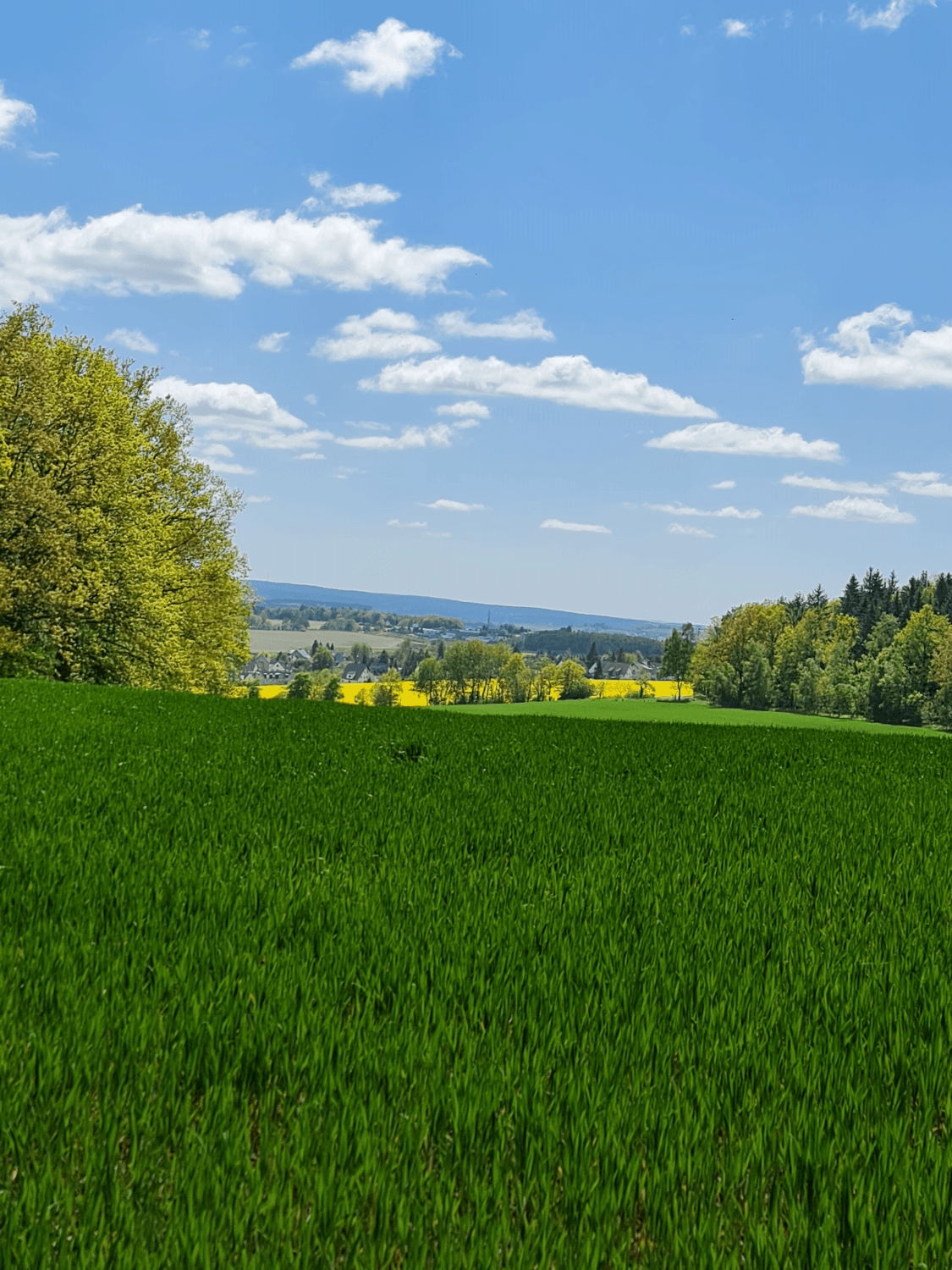 hellgrünes Gebüsch, grüne Wiesen, gelbe Rapsfelder, dazwischen im Hintergrund de Stadt Chemnitz, darüber blauer Himmel mit weißen Wolken