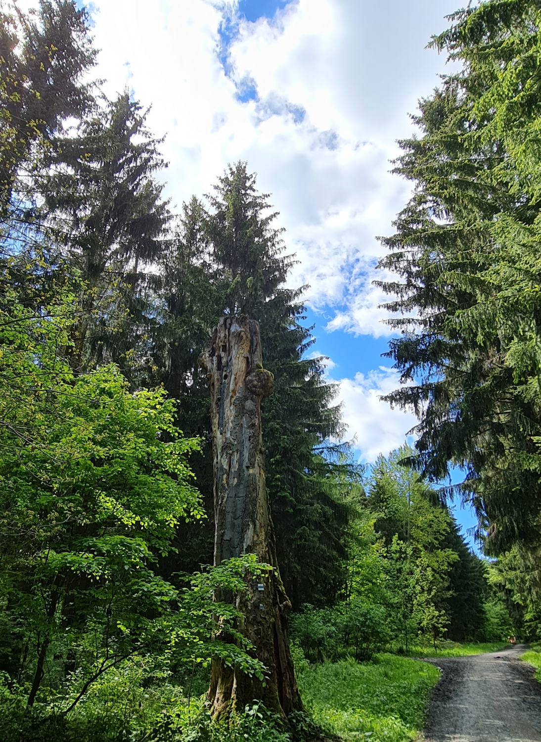 Nadelbäume und Laubbäume und ein abgestorbener Baum, Waldweg, blauer Himmel mit kleine weißen Wolken, sonniger Tag