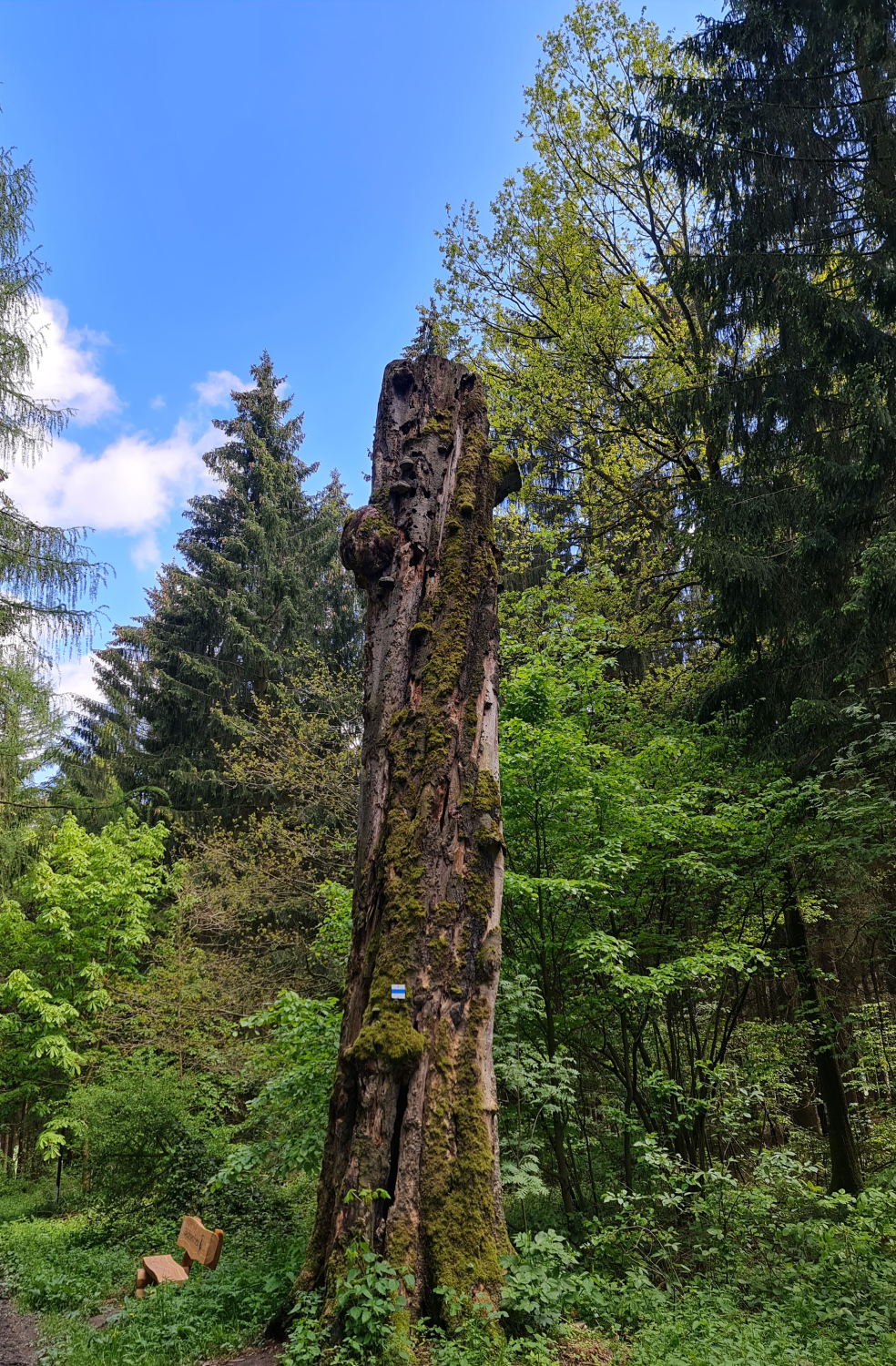 Die Bank ist gleich an diesem spektakulären, alten Baum abgestorbener Baum, 5 Meter hoch, mit Moos und Pilzen bewachsen, innen hohl