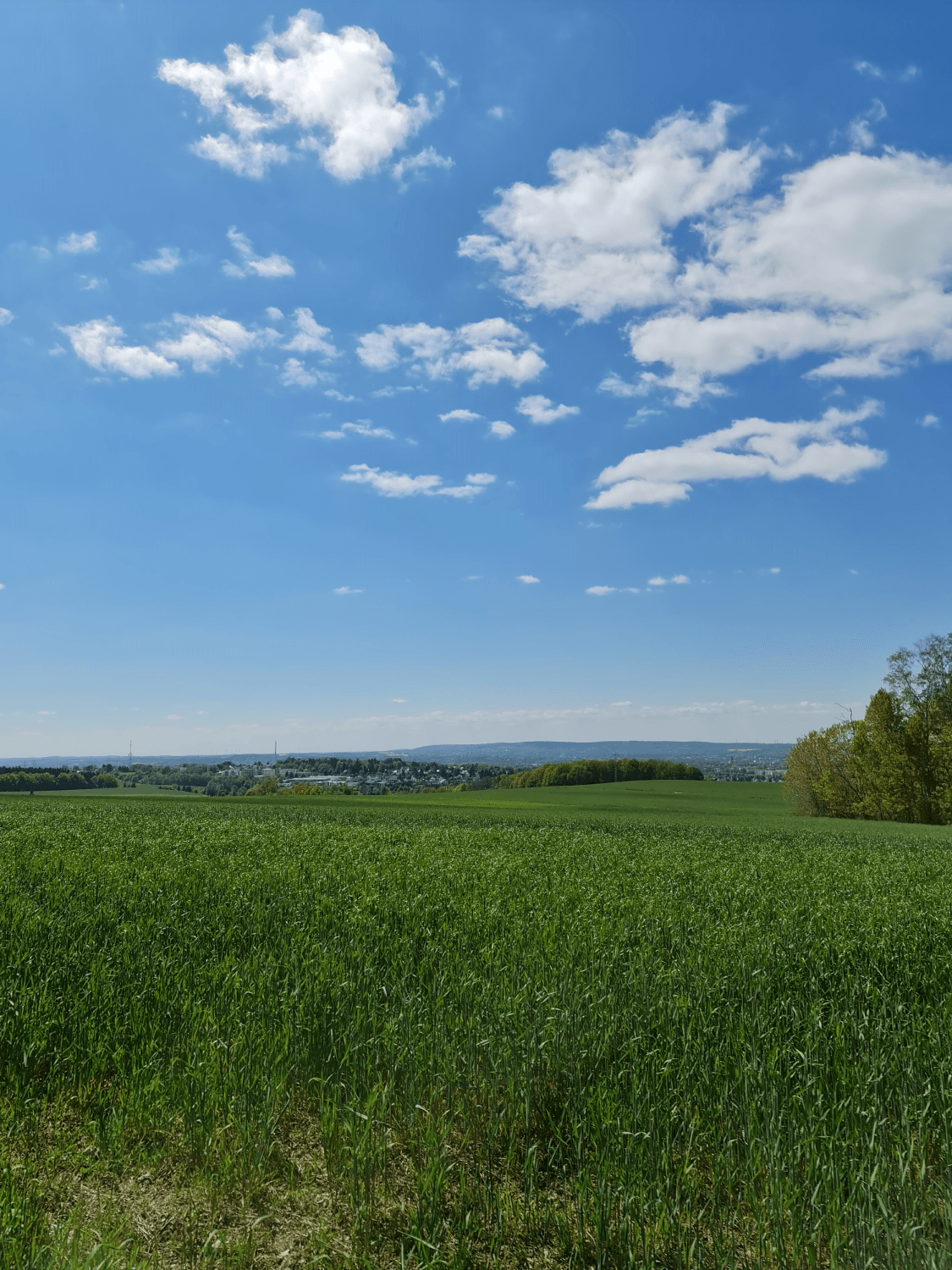 saftig grüne Wkiesenund Felder, Sommerhimmel mit Wölkchen die Stadt Chemnitz in der Ferneesen, gelbe Rapsfelder, dazwischen im Hintergrund de Stadt Chemnitz, darüber blauer Himmel mit weißen Wolken