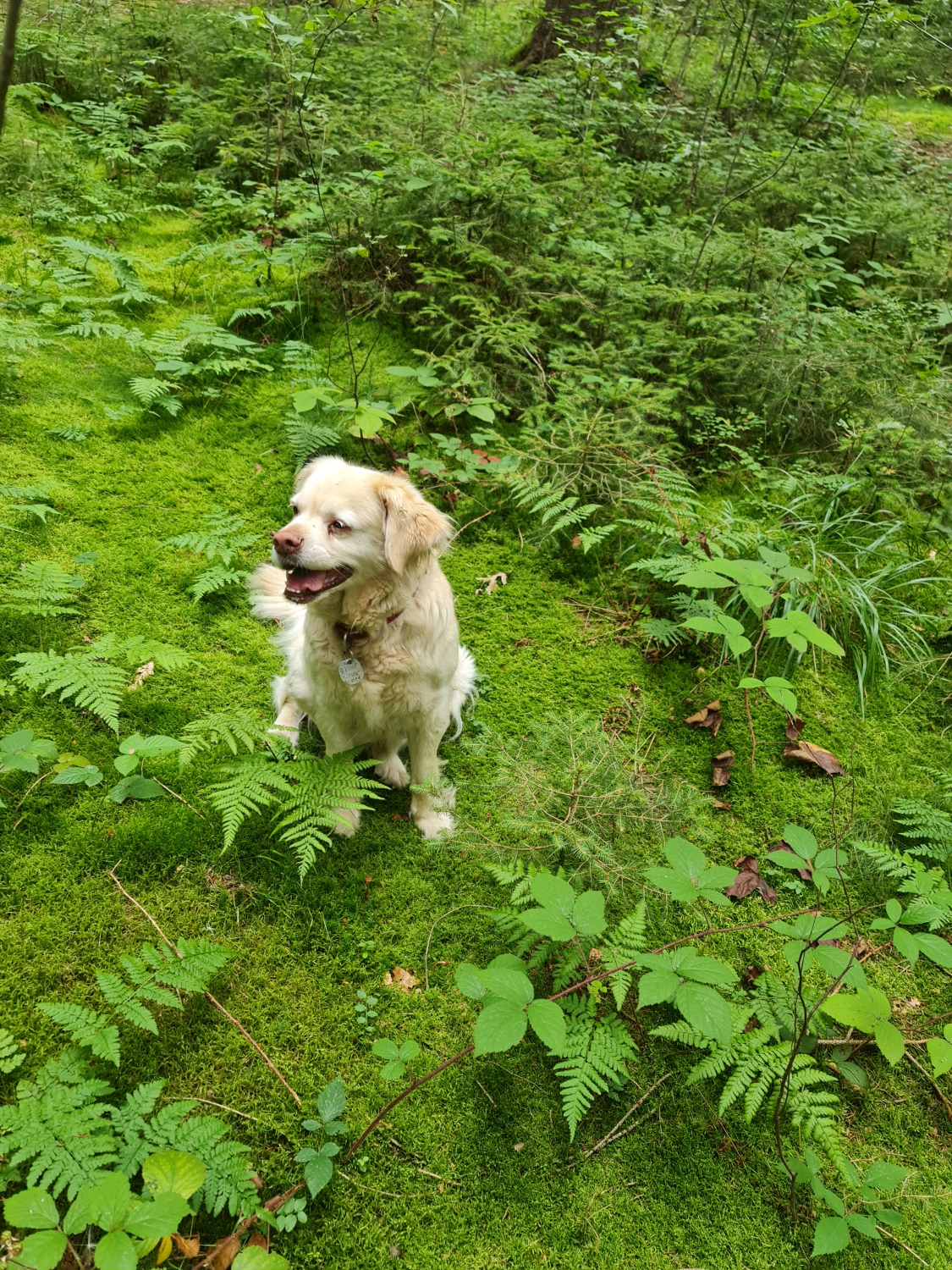 Ja, auch ich fühle mich hier wohl-das Moos ist so weich an den Pfötchen Photo by: Viola Einert-Krug Golden Retriever - Hund im Wald auf grünem Moos