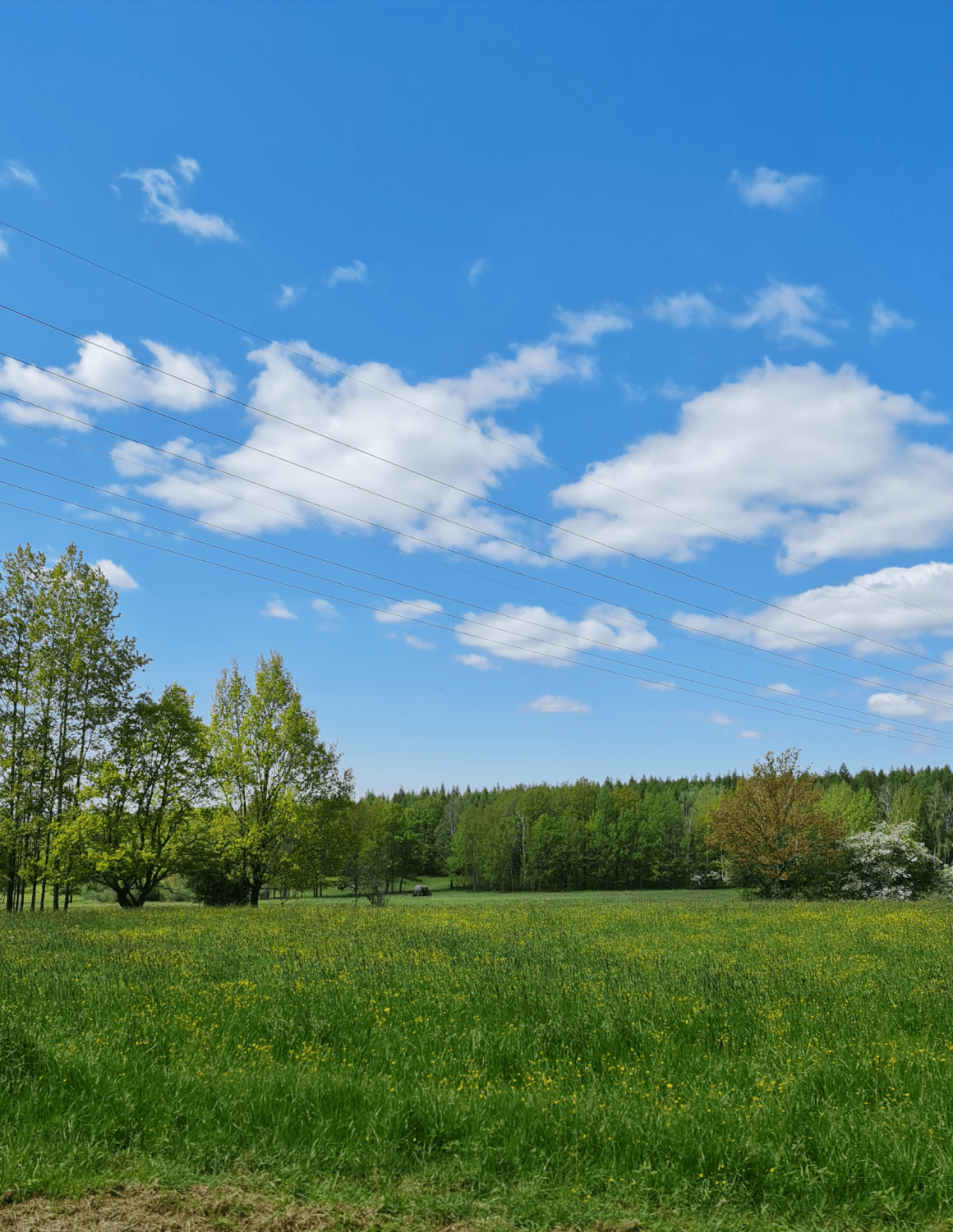 Sommerwiese mit gelben Blumen, Wald mit grünen Blättern und Nadelbäumen, blauer Himmel mit Wölkchen