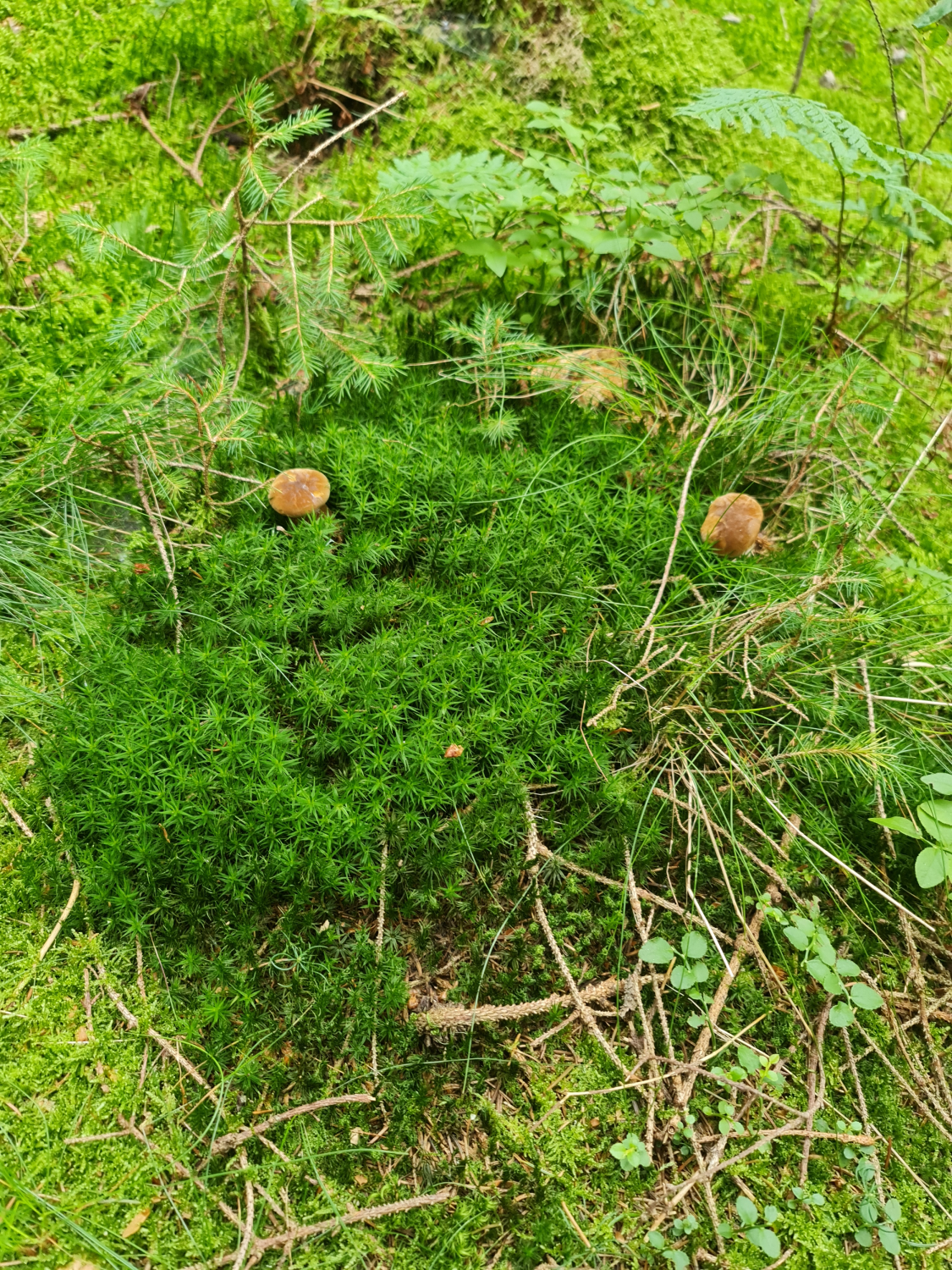 Wandern durch den Wald  Saftiges Grün und die kleinen Pilze, kündigt sich da der Herbst an? Photo by: Viola Einert-Krug braune kleine Pilze im grünen Moos