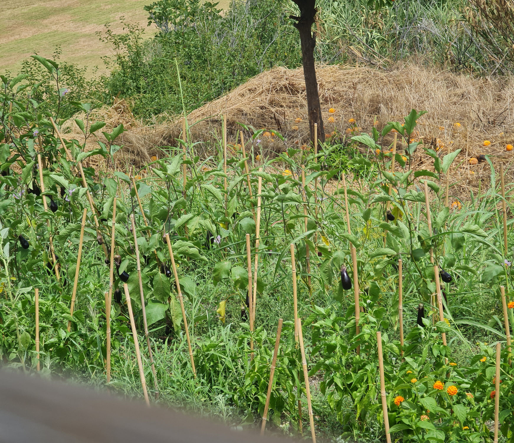 Auberginen im Garten, Anbau in Korsika - Photo by: Viola Einert-Krug Anbau-Auberginen- Garten - Korsika