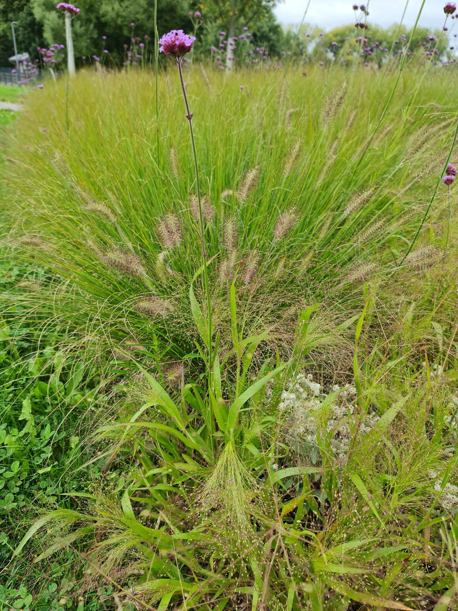bezaubernde Gräserlandschaft im Bürgerpark Oelsnitz Erzgebirge Photo by: Viola Einert-Krugürgerprk grüne verschiedene Gräser und lila Blumen auf den Beeten im Bürgerpark Oelsnitz Erzgebirge