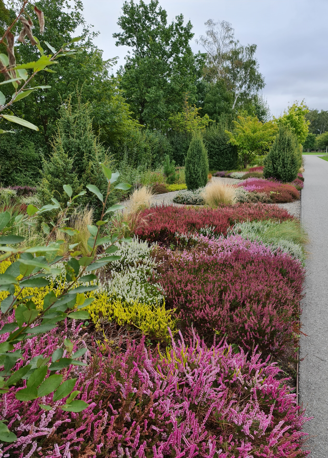 Heide im Bürgerpark Oelsnitz Erzgebirge Photo by: Viola Einert-Krug Beet mit verschiedenem Heidekraut und Koniferen rechts Weg und links grüne Bäume