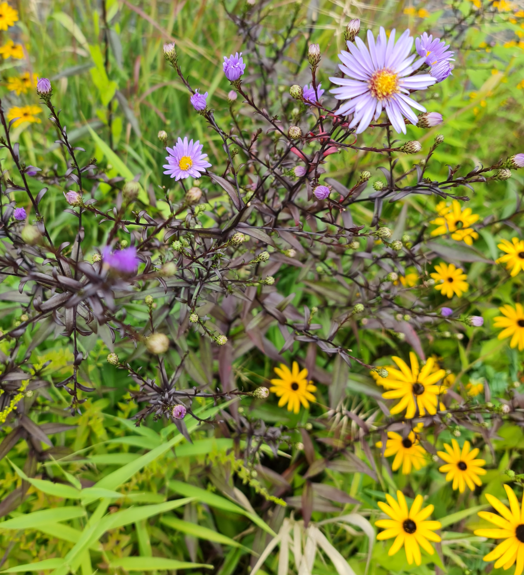 zarte Blümchen erfreuen die Augen im Bürgerpark Oelsnitz im Erzgebirge Photo by: Viola Einert-Krug zarte gelbe und lila Blümchen - grüne Wiese im Hintergrund