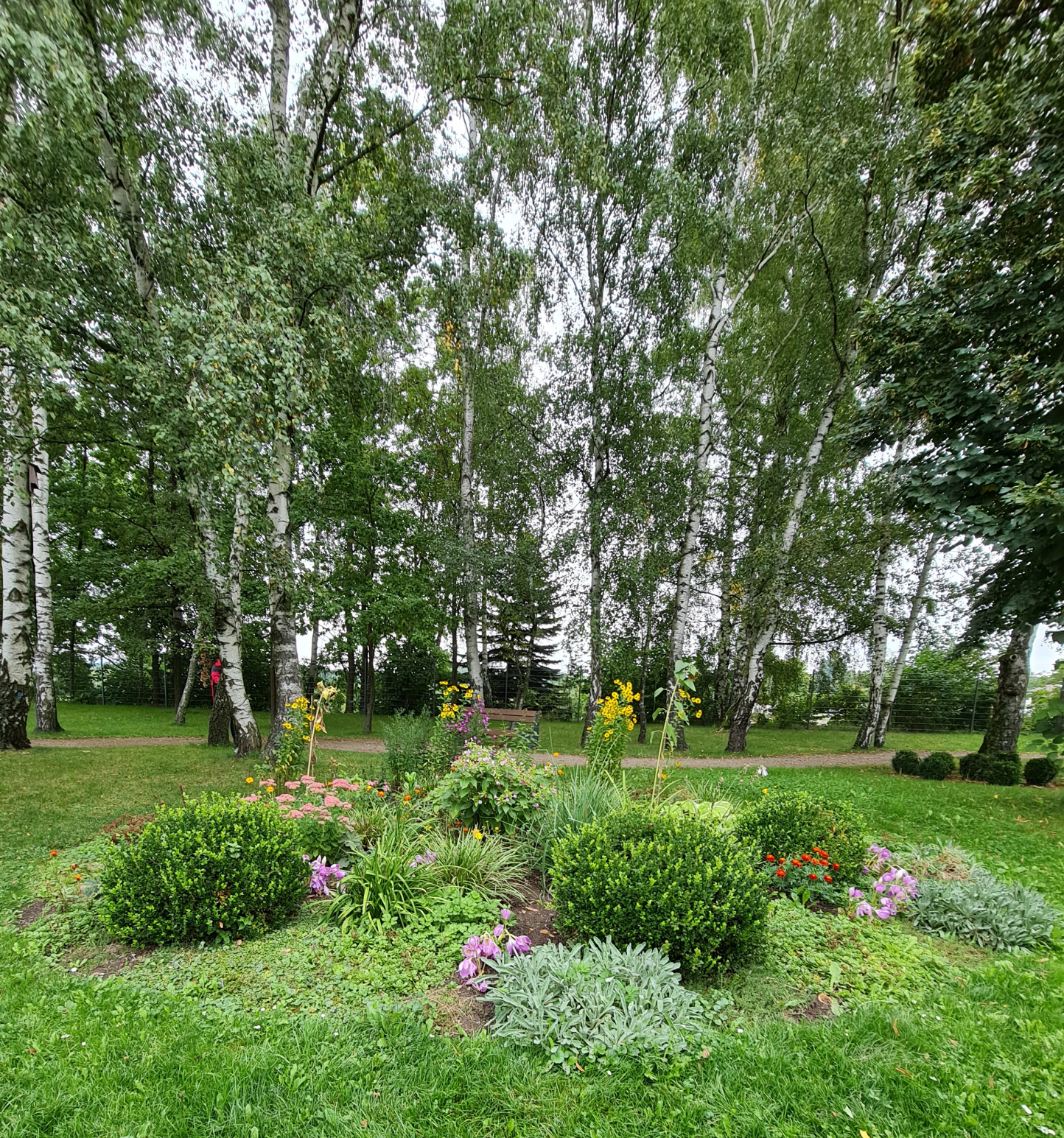 Birkenwäldchen mit Einladung zum Verweilen im Bürgerpark Oelsnitz Erzgebirge Photo by: Viola Einert-Krug Birkenwäldchen im Vordergrund Herbstblumen und Wiese