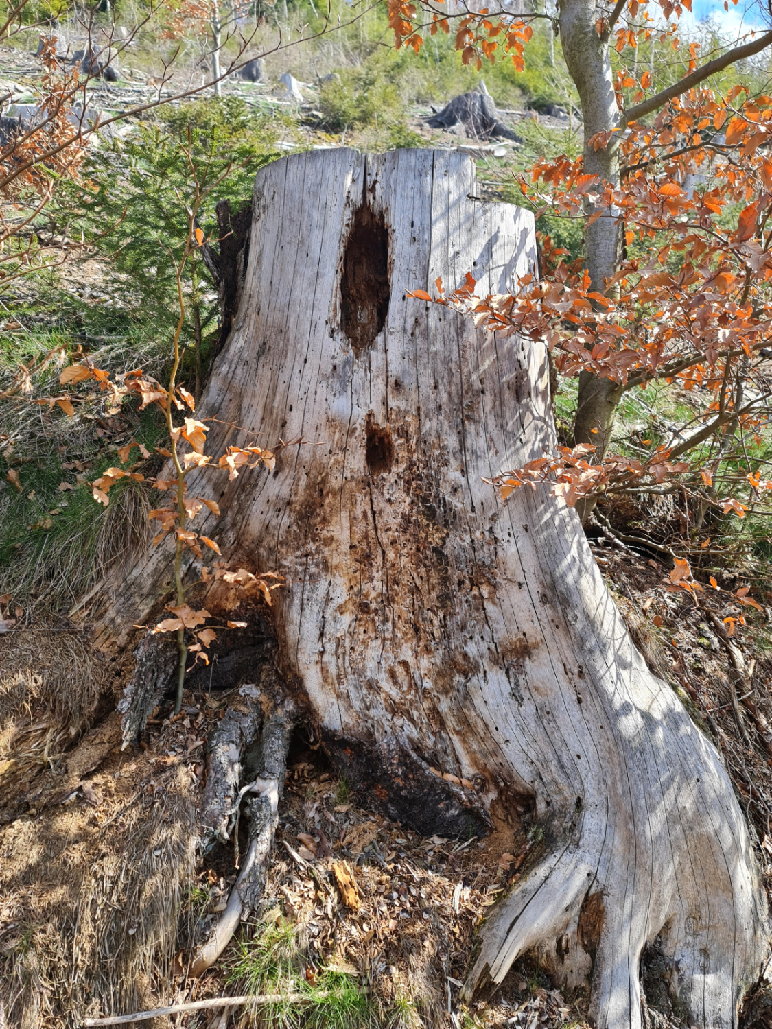 Baumstumpf im Wald Erzgebirge