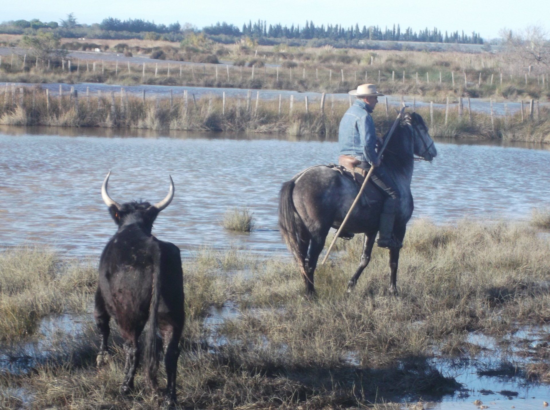 Reiter auf weißem Pferd und schwarzer Stier in der Camargue in den Salzwiesen