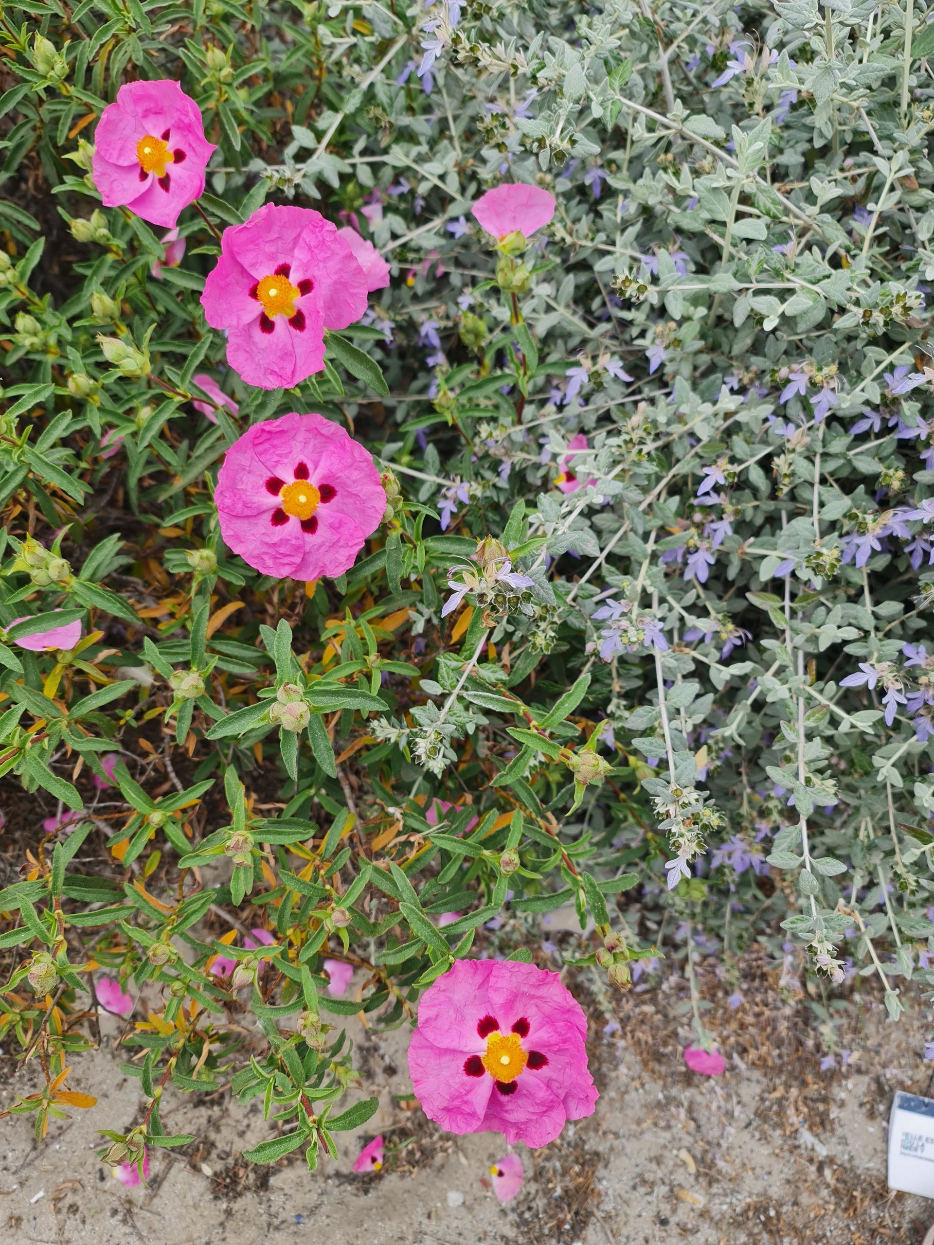 rosa Blumen einer Hecke