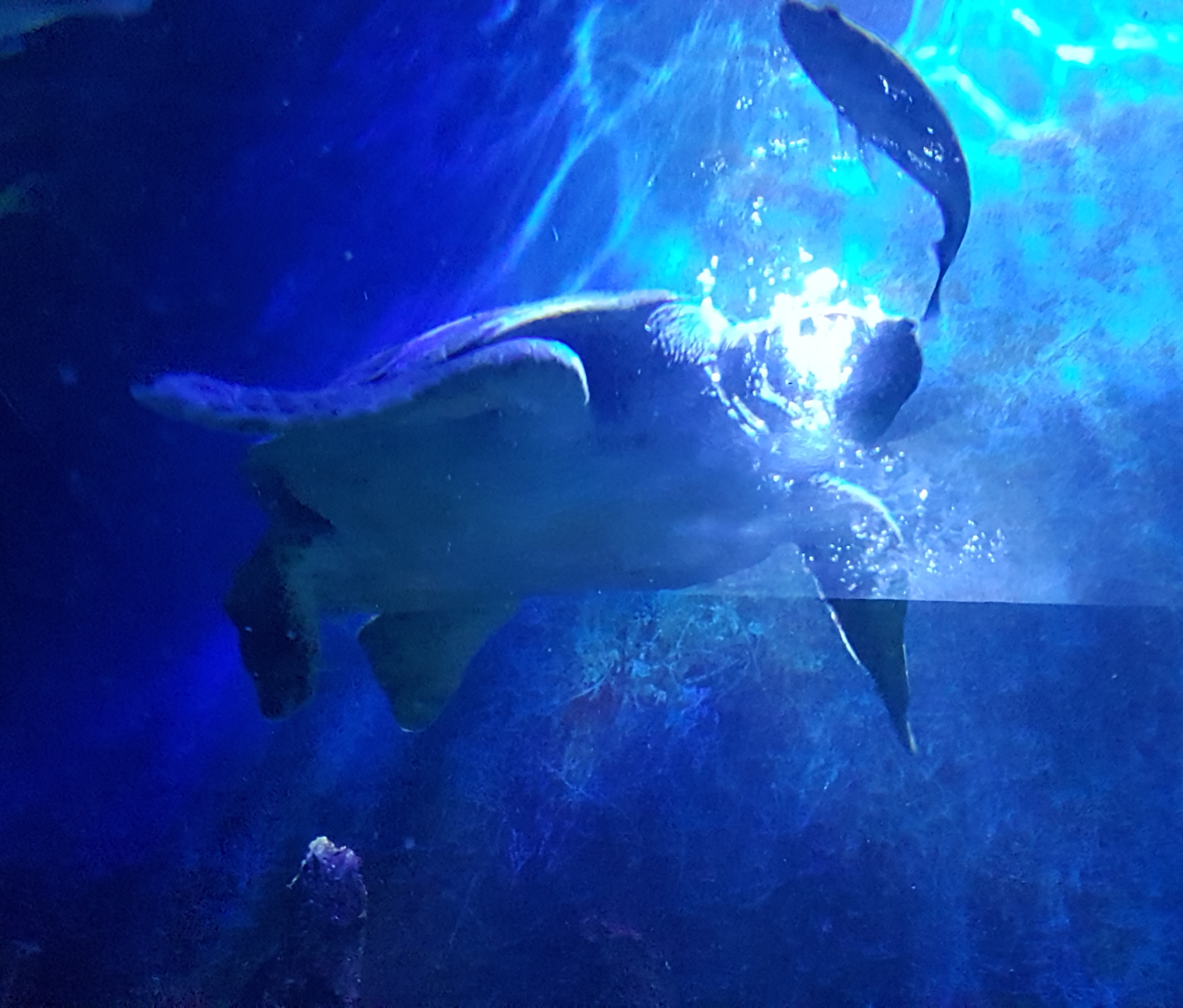 Meeresschildkröte unter blauem Wasser