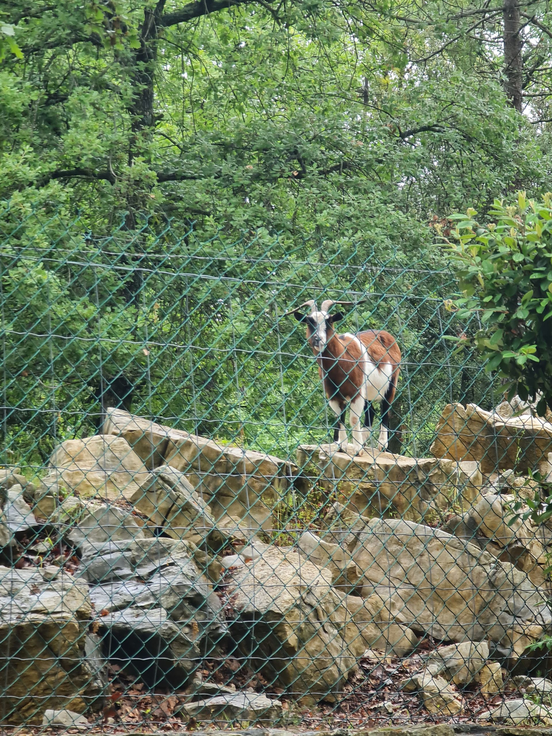 eine Ziege auf einem Steinhaufen hinter einem Maschendragtzaun