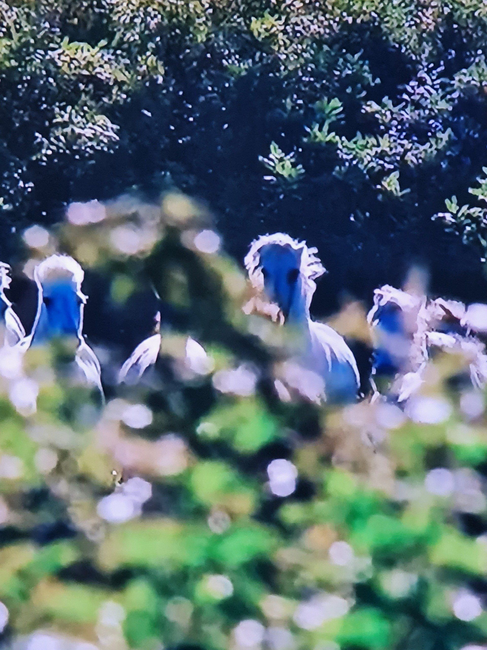 weiße Pferde im hohen Gras