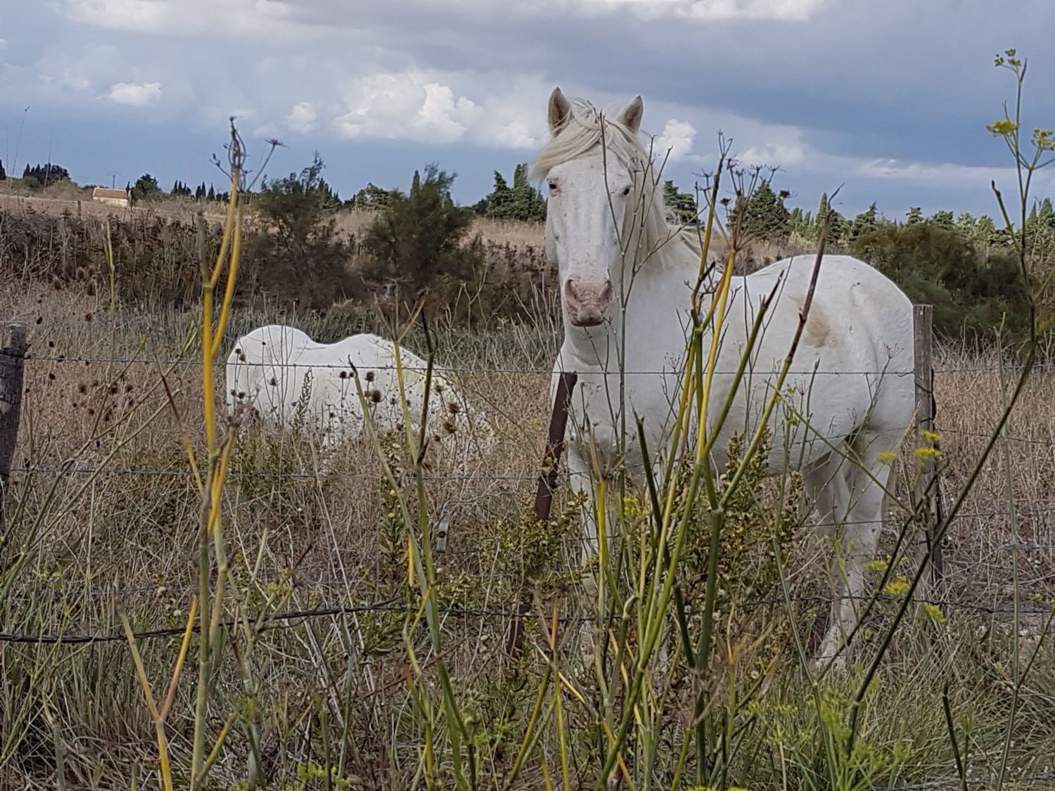 weiße Pferde der Camargue auf der Weide