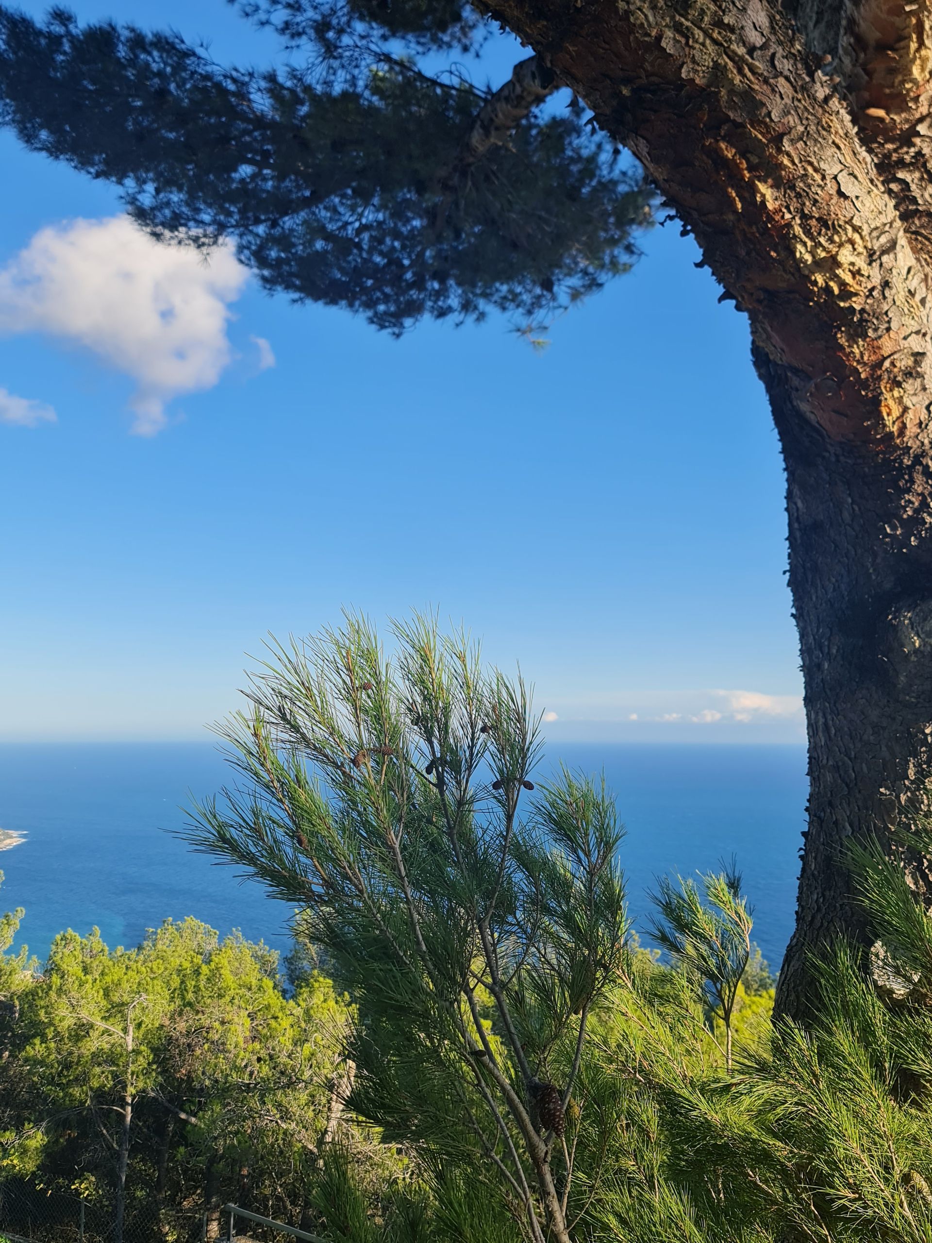 Blick auf das blaue Mittelmeer von oben. Im Vordergrund Büsche und rechts eine Pinie